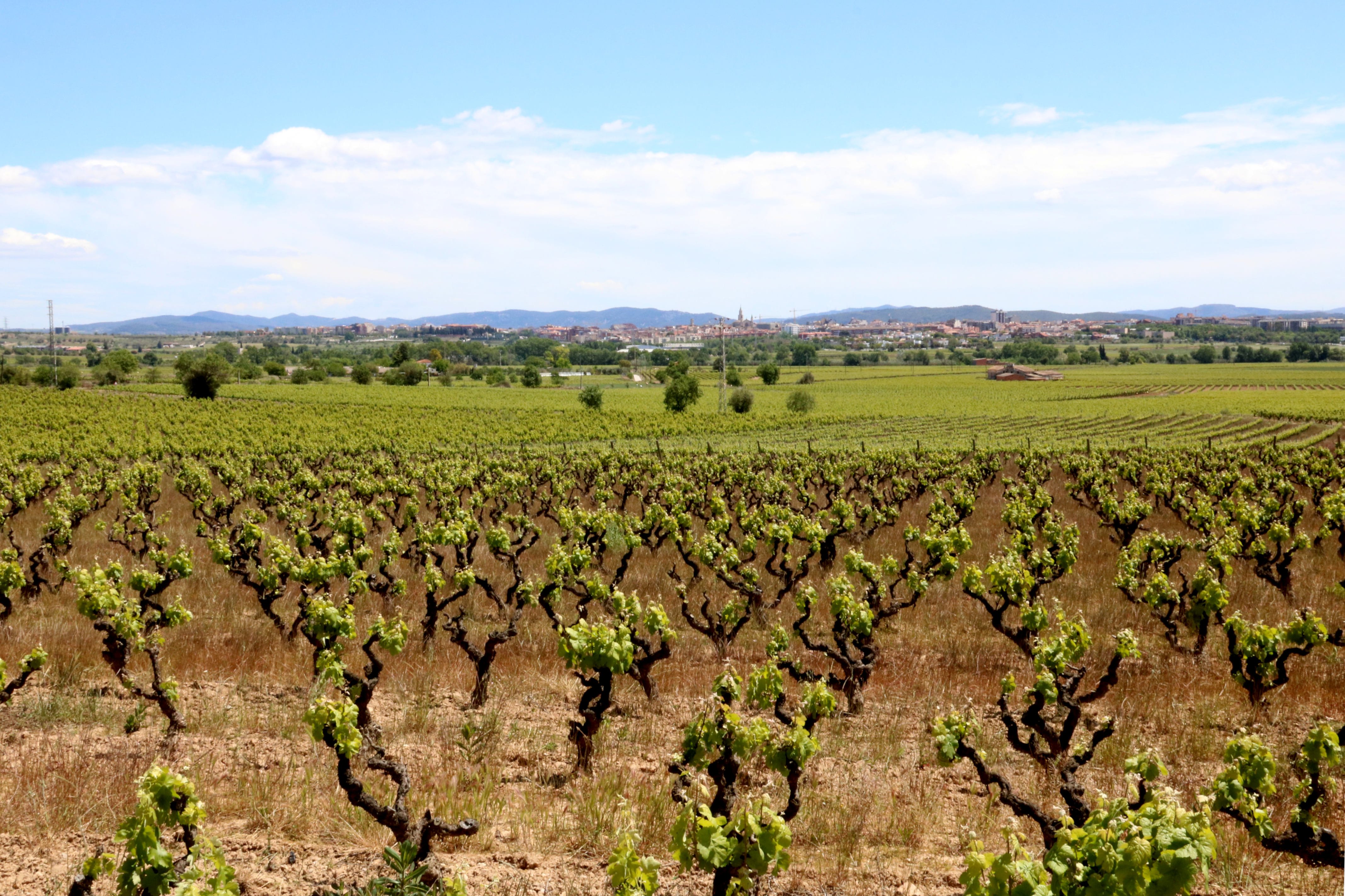 El millor vi blanc de l'Estat és del Penedès