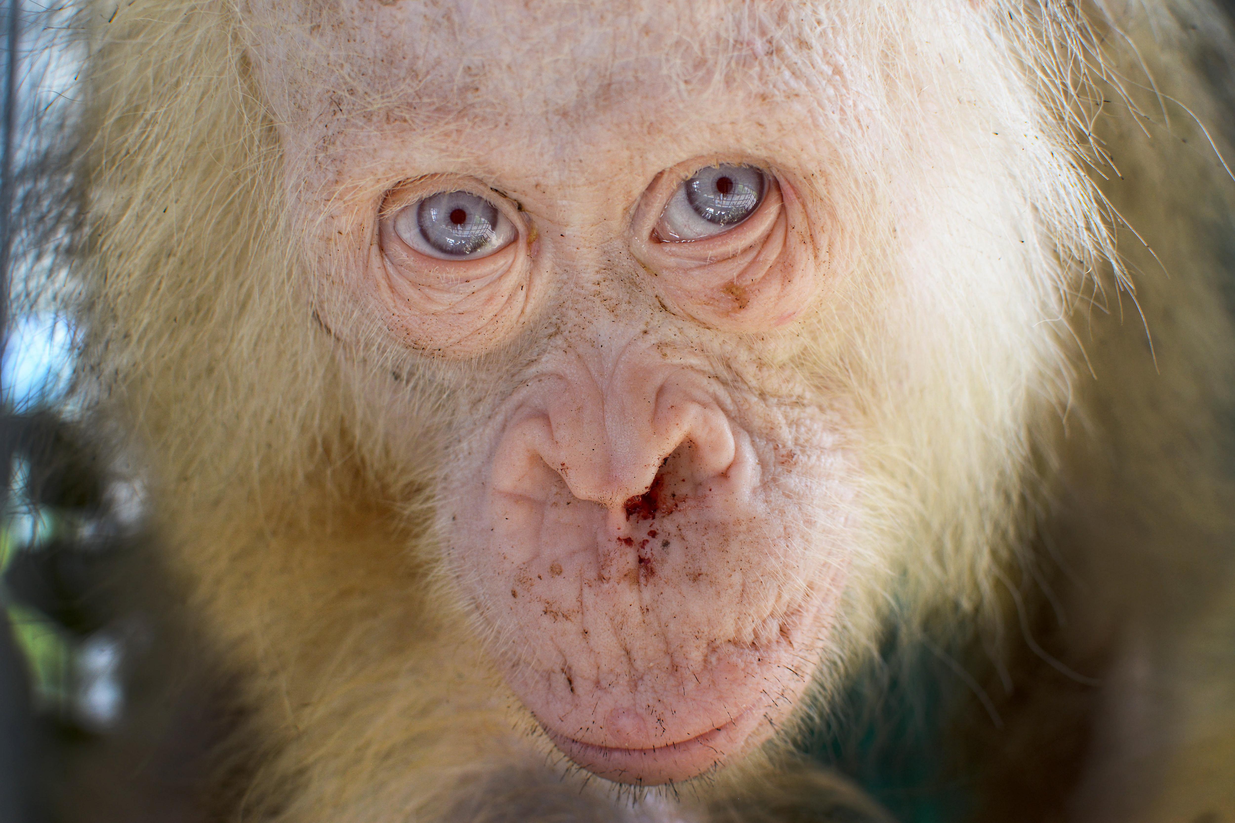 Rescatan un orangután albino en Borneo