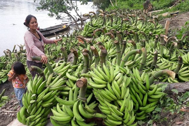 Transporte fluvial de plátanos macho en la Amazonia peruana Foto COEECI