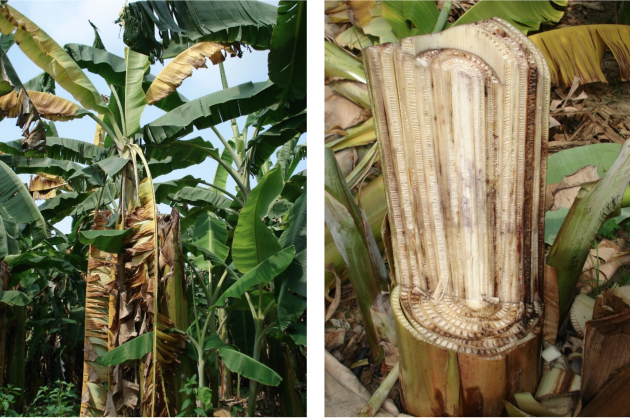 Efectes del Mal de Panamà en diferents parts de la bananera  Foto Barlin O. Olivares