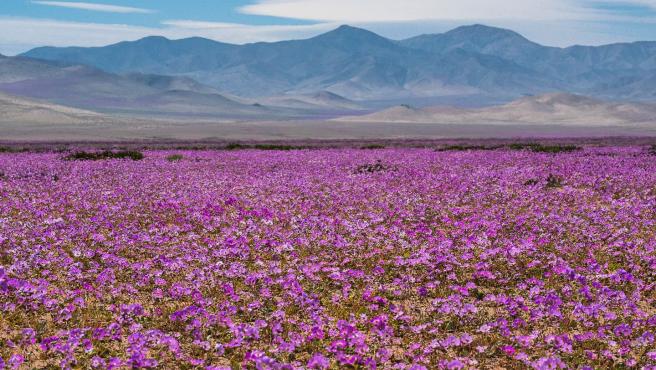 desierto atacama chile floras pinterest