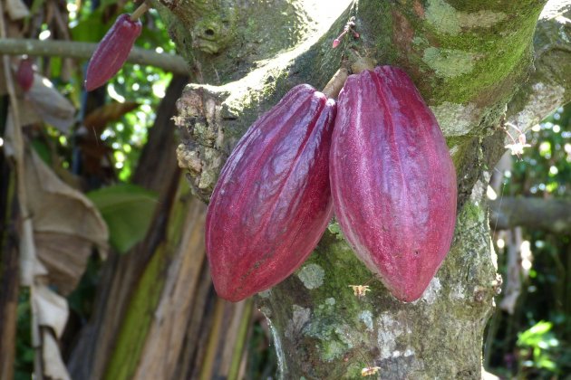Panochas de cacao antes de la cosecha