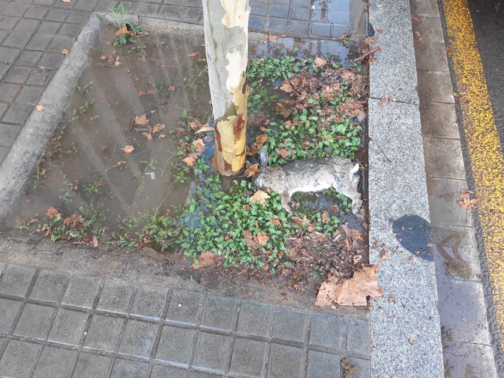 Aparece un conejo muerto en un alcorque de la calle Perú de Barcelona