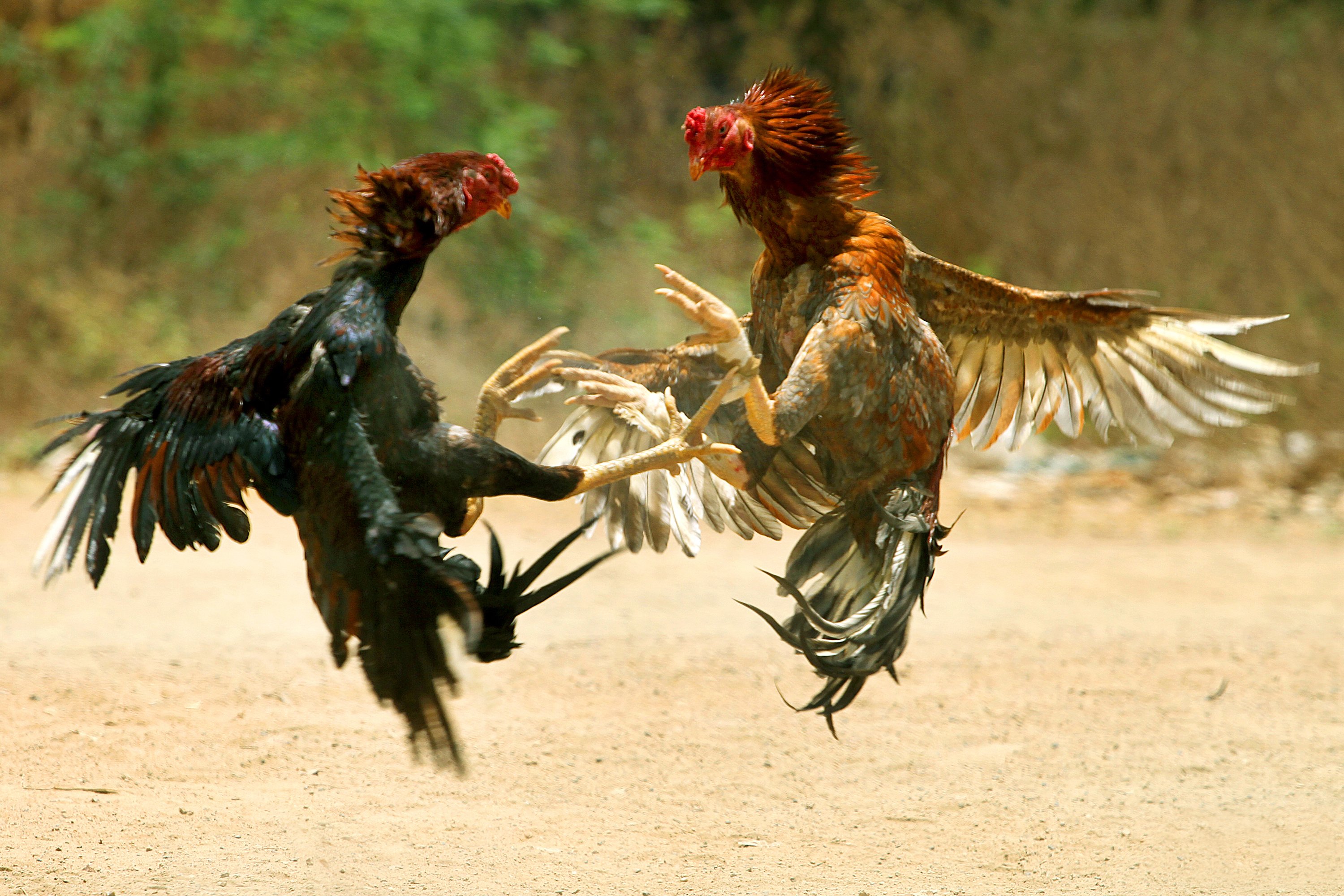 La pelea de gallos de La Sexta contra 'El País'