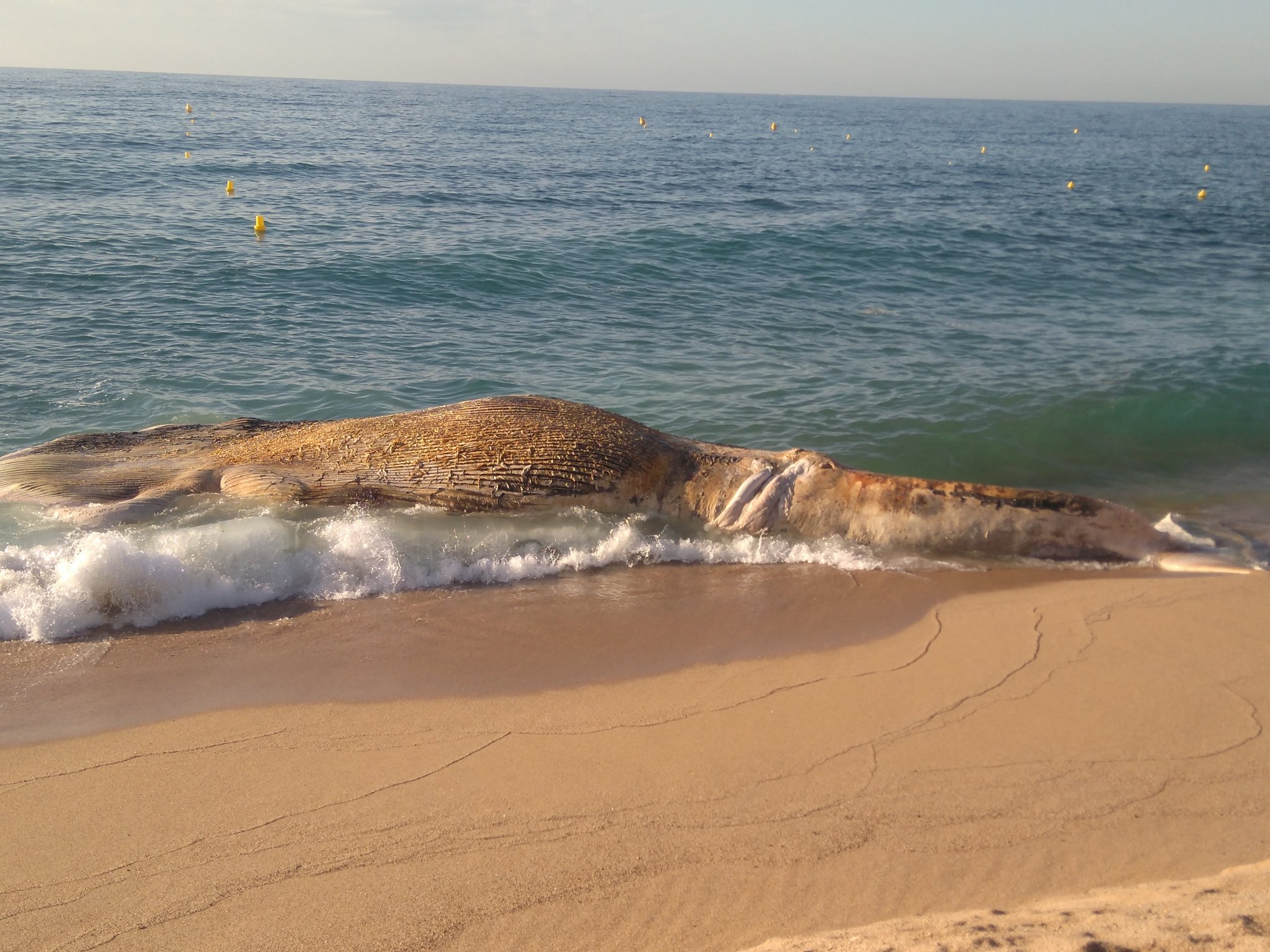 Aparece muerta una ballena en la playa de Lloret