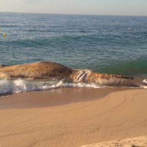 balena morta Lloret de Mar - @FredericGuich balena morta Lloret de Mar - @FredericGuich