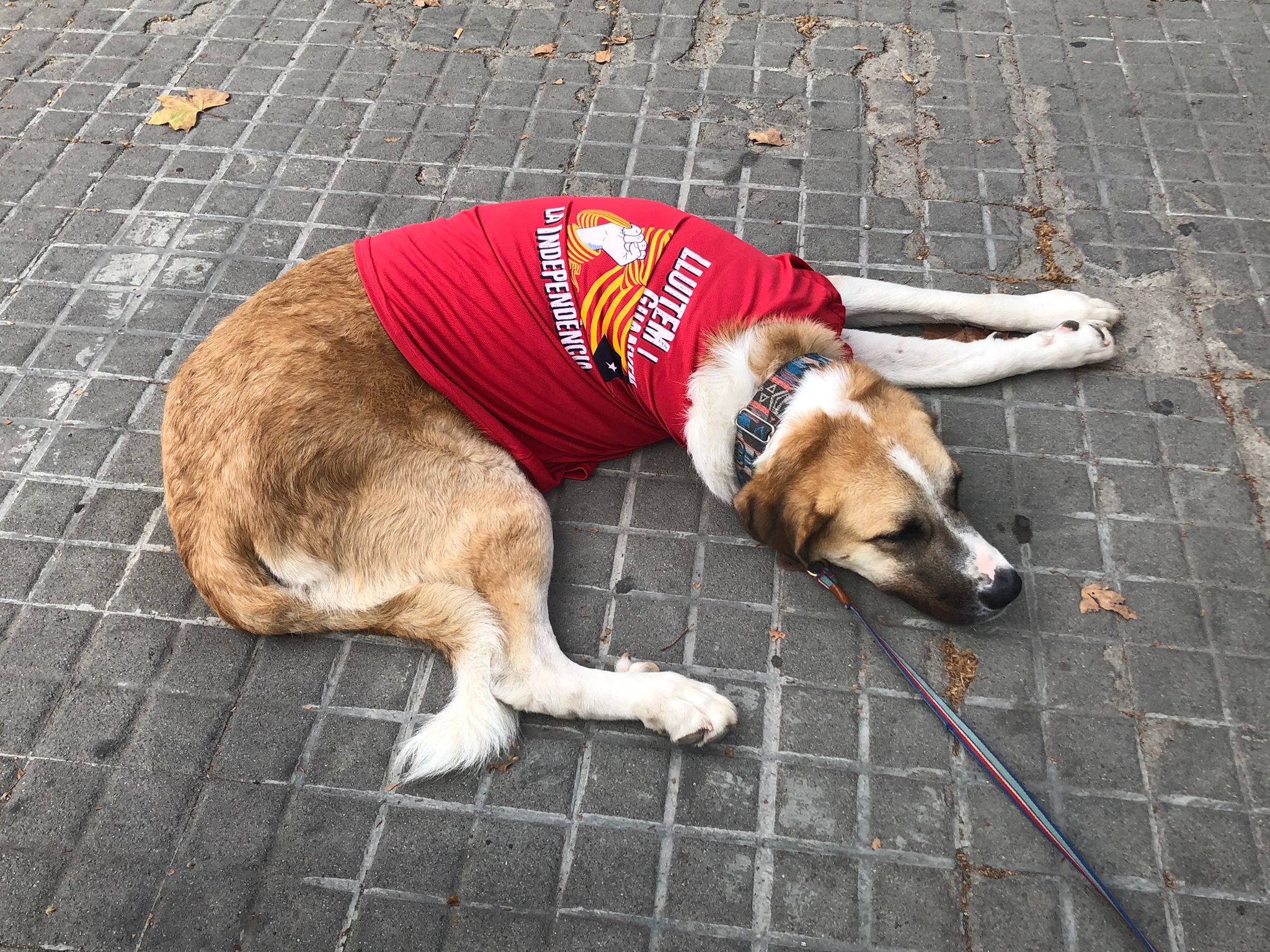 Més acompanyants vestits per la Diada a la manifestació de Barcelona. Foto: Aurora Camós