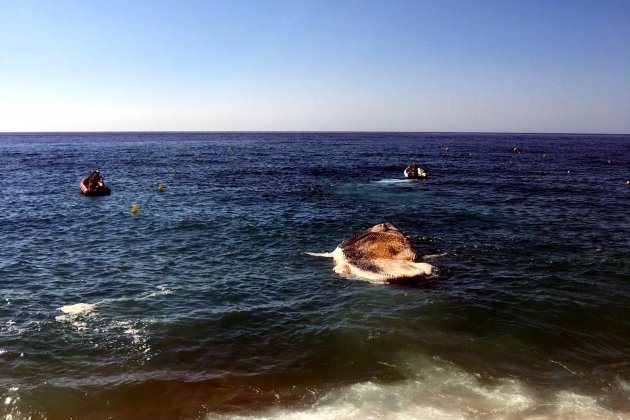 Ballena muerta Lloret ACN