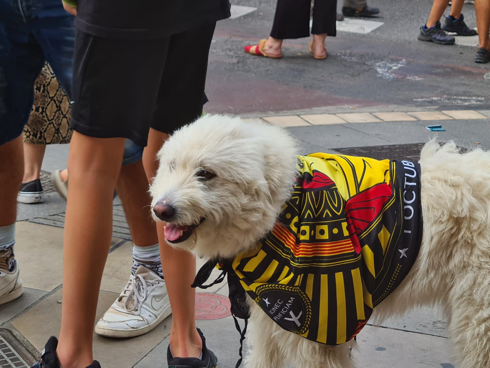 Els gossos també ens han acompanyat durant la Diada, en aquest cas a la Plaça de l'Àngel. Foto: Carles Baguena