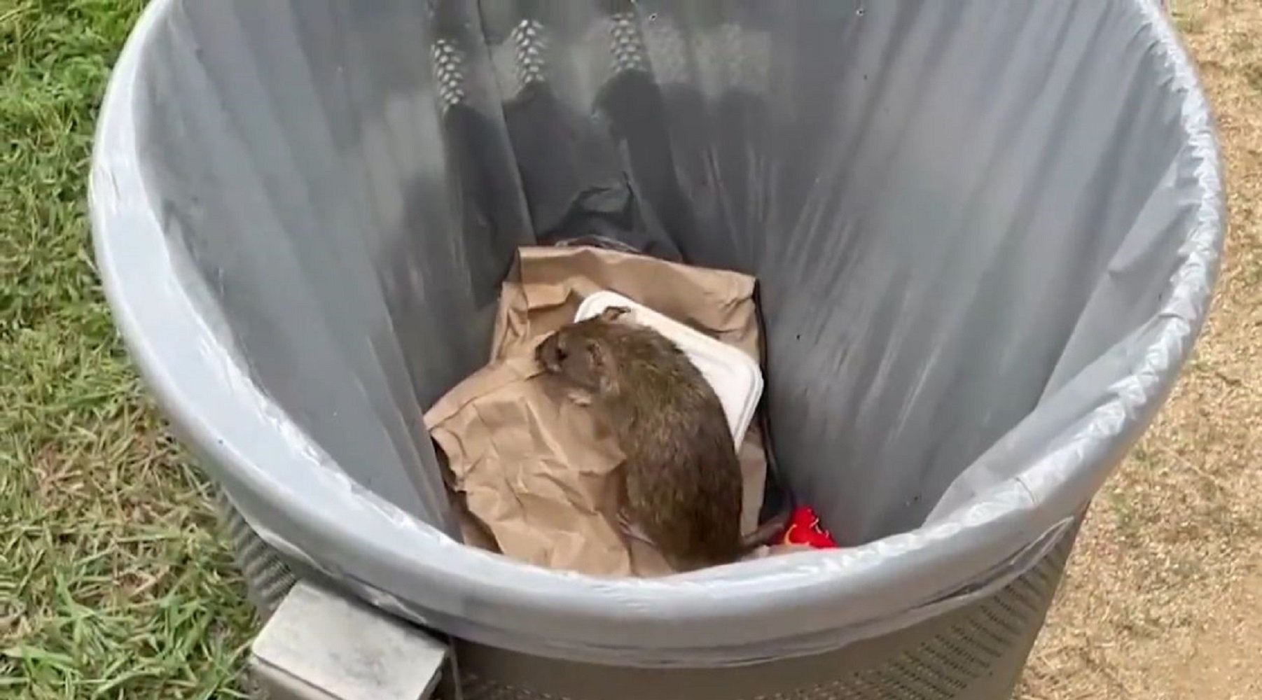 JxCat denuncia l’existència d’una plaga de rates als Jardins de Pedralbes