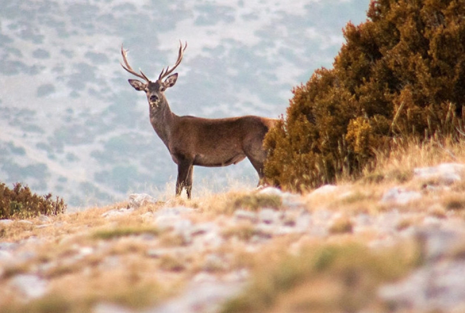Vuelve el espectáculo turístico del Pirineo: la brama del ciervo