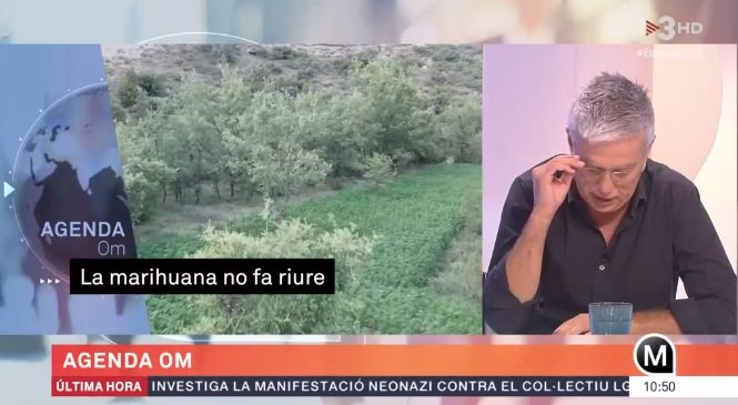olmo marihuana