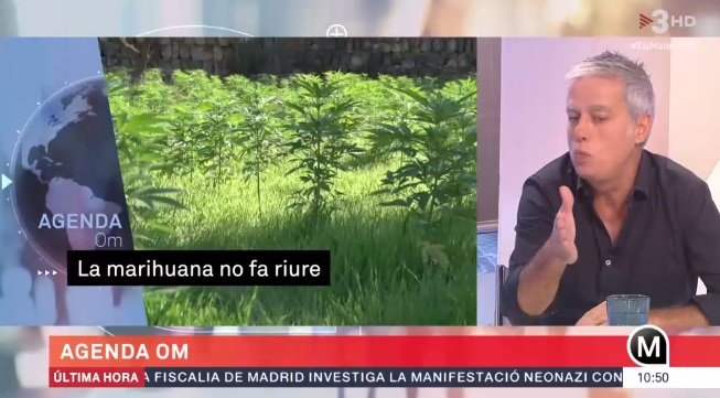 olmo marihuana2