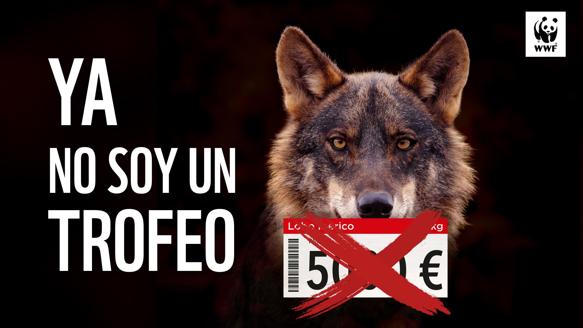 Ya es oficial: el lobo no se podrá cazar nunca más