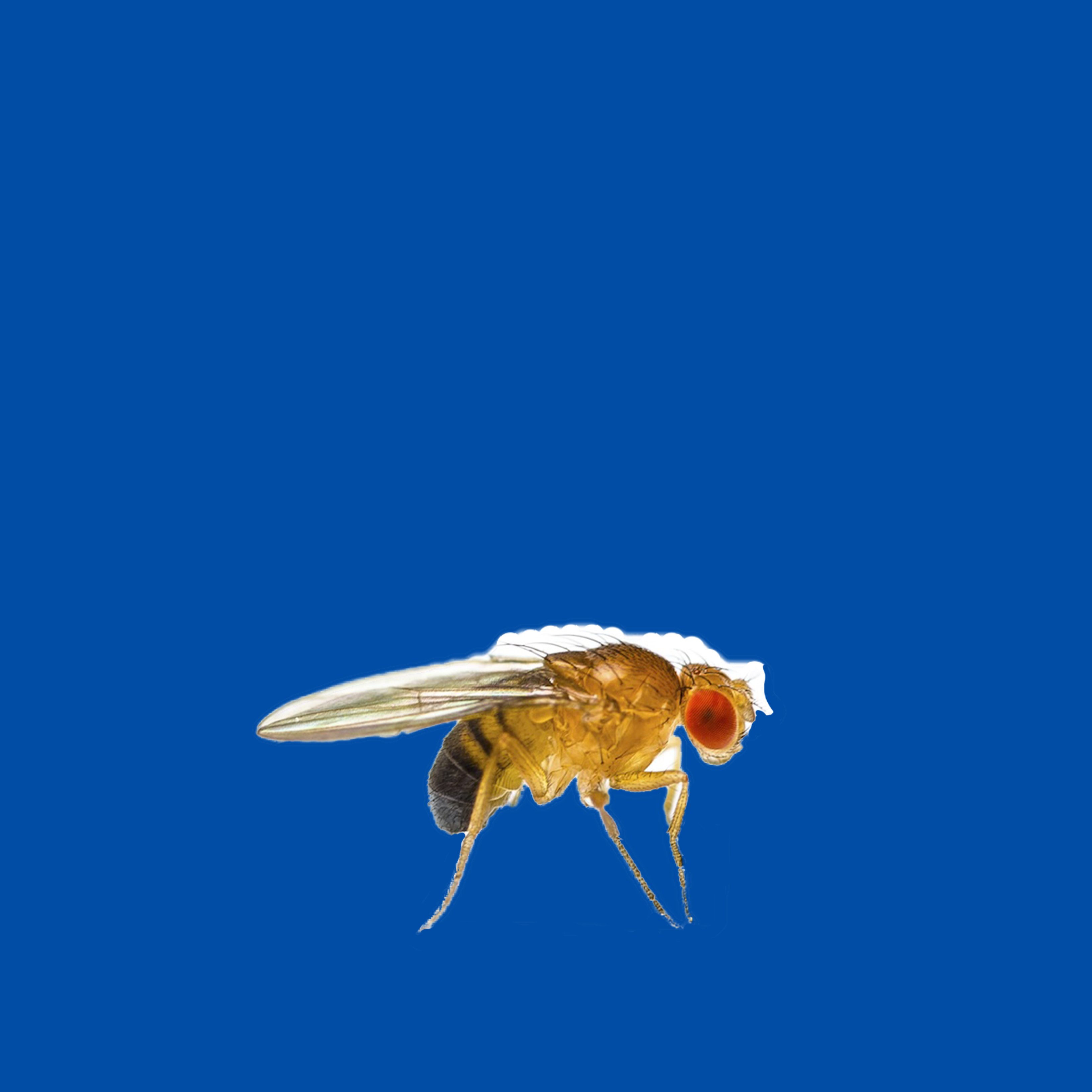 Per què la mosca de la fruita pot ser una carta en la lluita contra el càncer