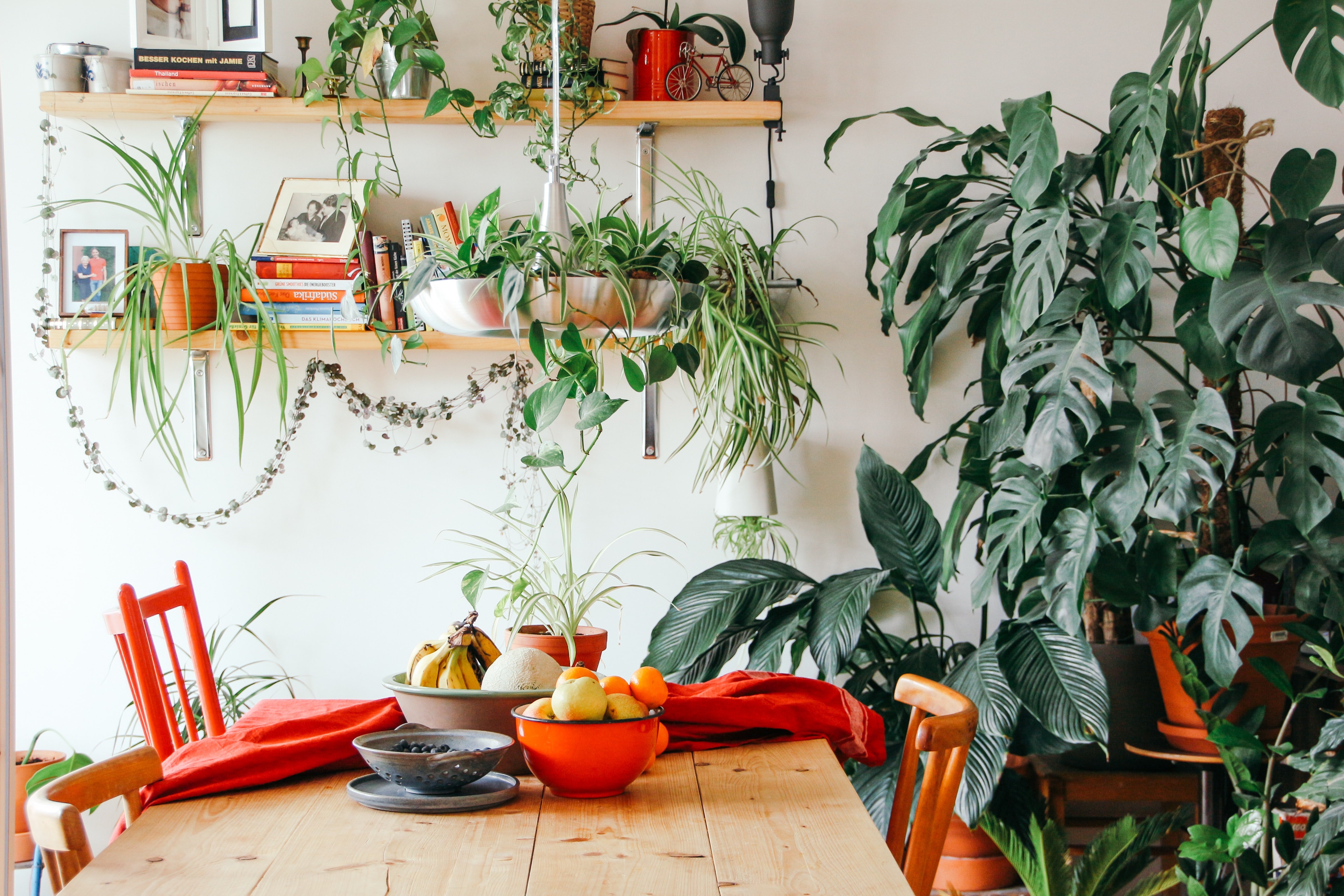 Urban Jungle: convierte tu casa o tu oficina en una pequeña jungla