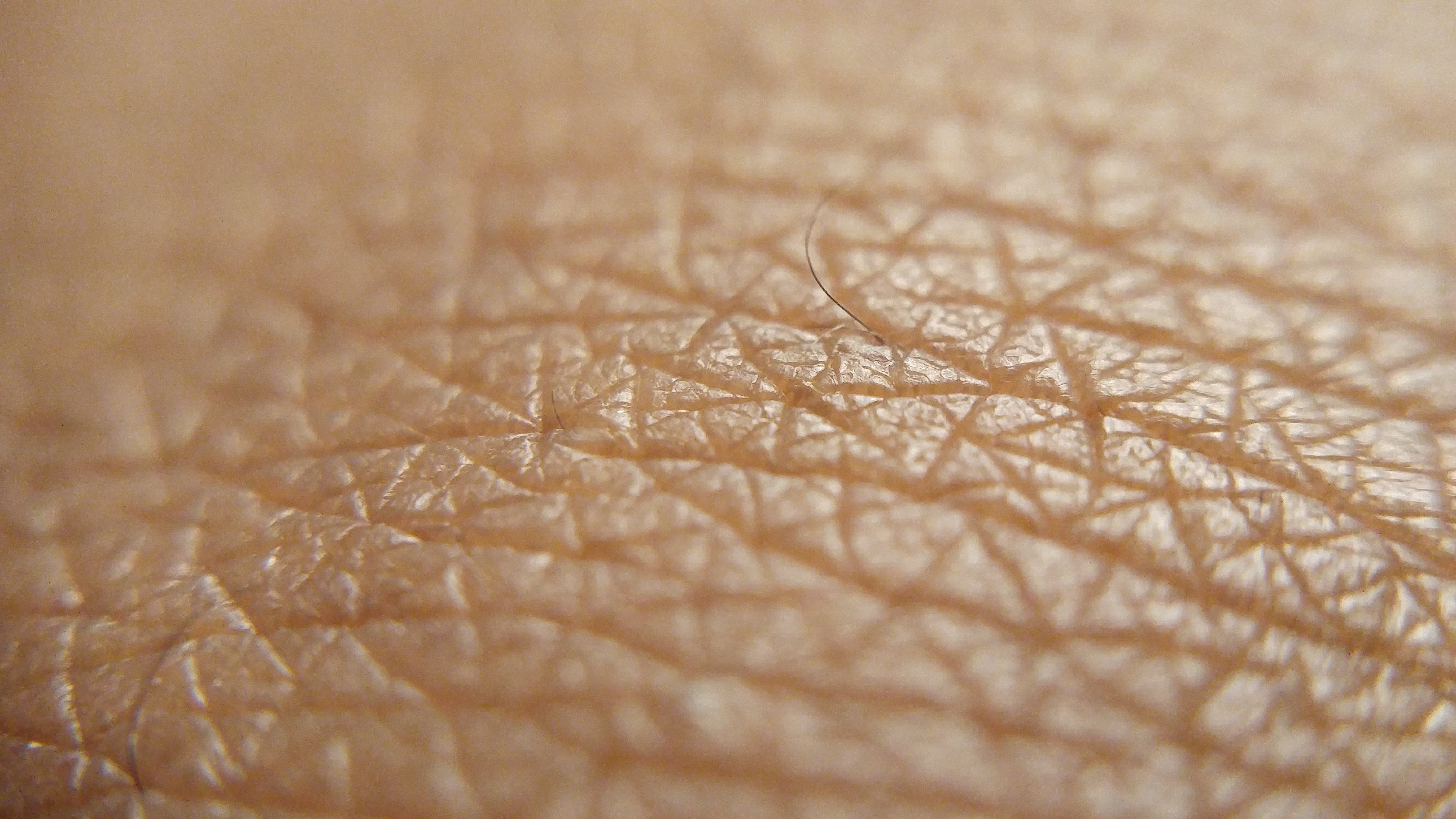 Alcampo té una esponja que regenera la pell durant el bany