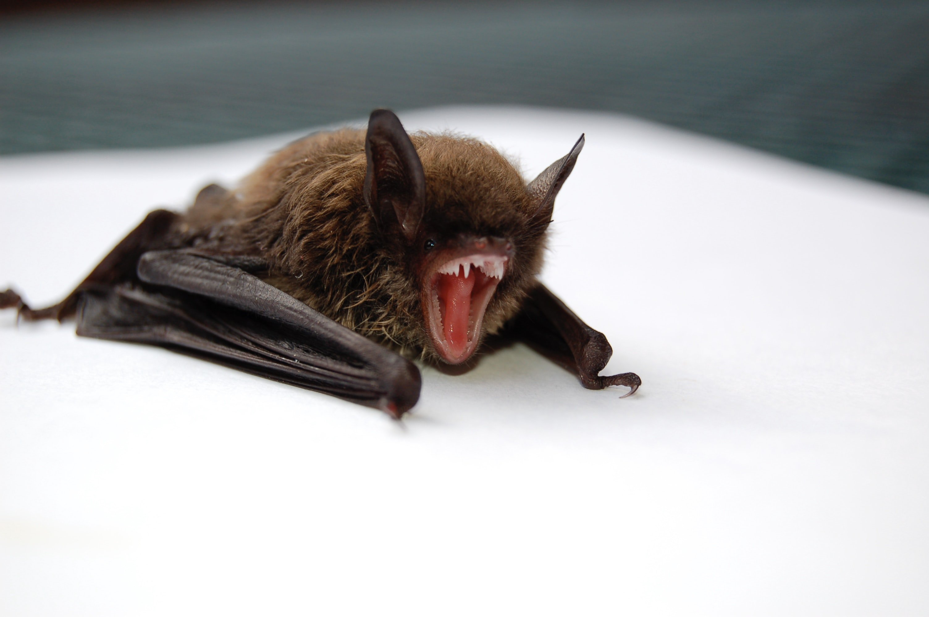 Científicos chinos querían infectar murciélagos con covid hace más de dos años