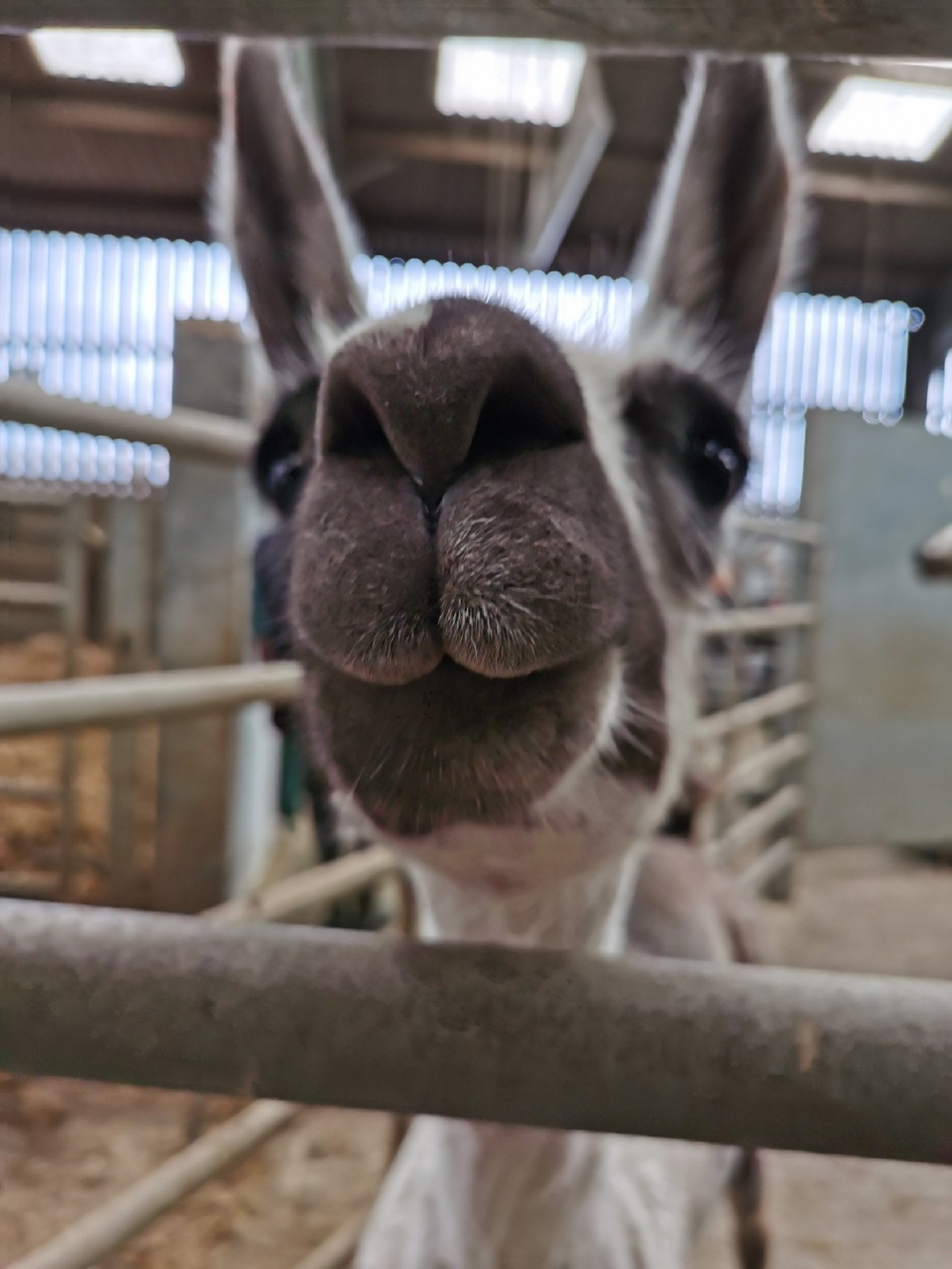 La Covid se podría curar con anticuerpos de llama, según publica 'Nature'