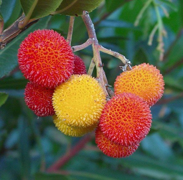  cerezas de madroño - Paisajismodigital