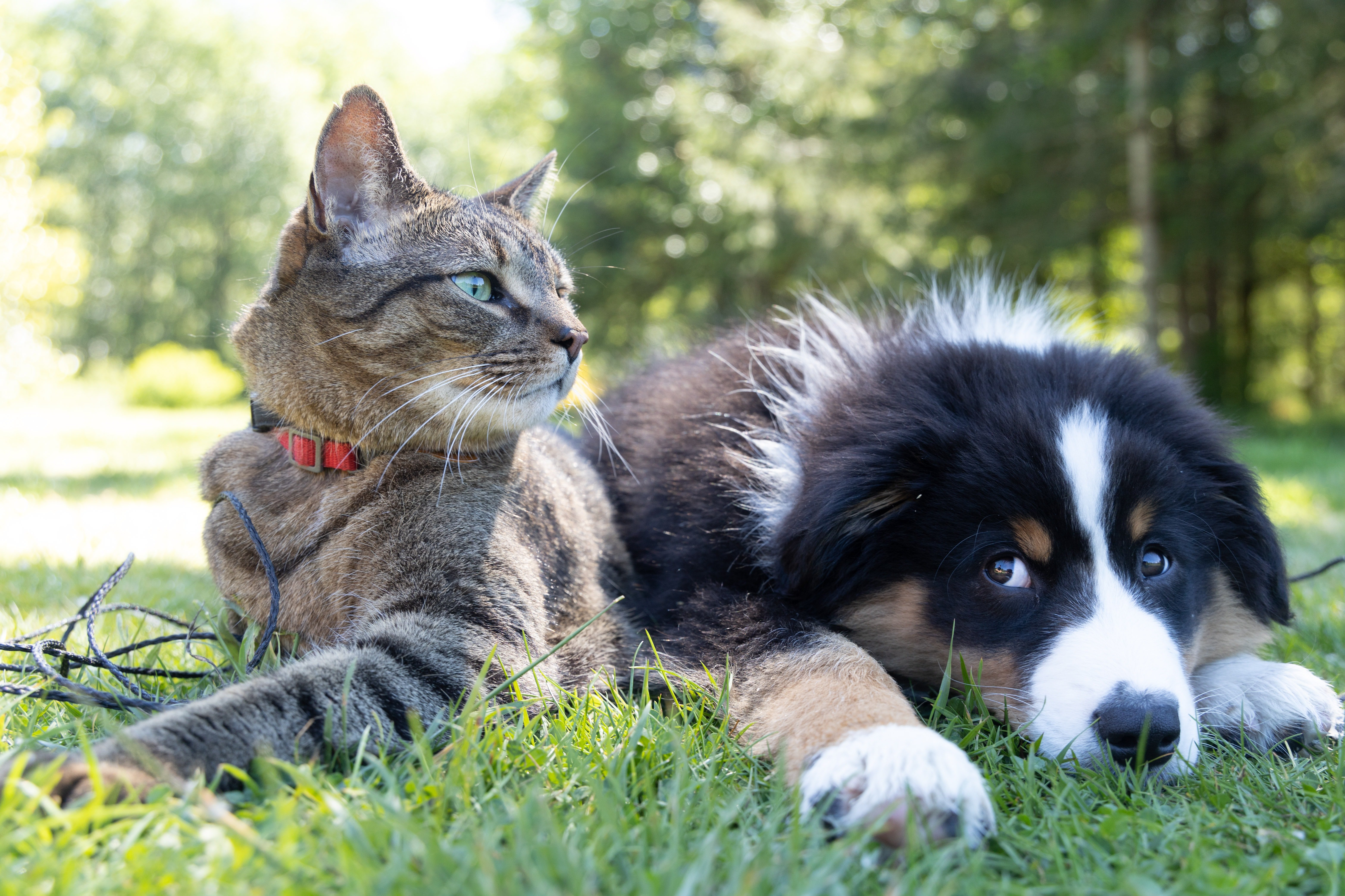 Los animales dejan de ser considerados 'cosas', serán "seres que sienten"