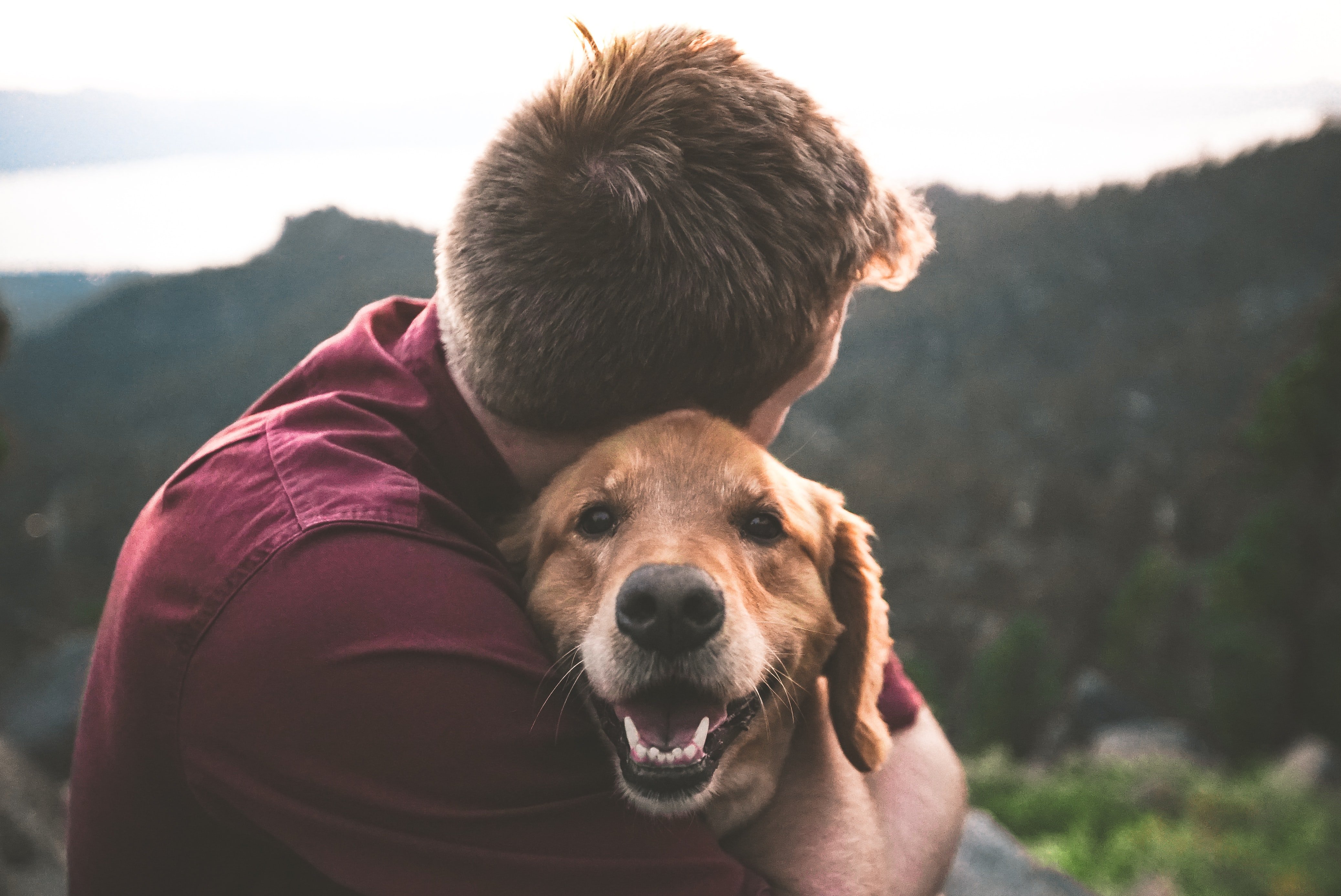 perro / unsplash