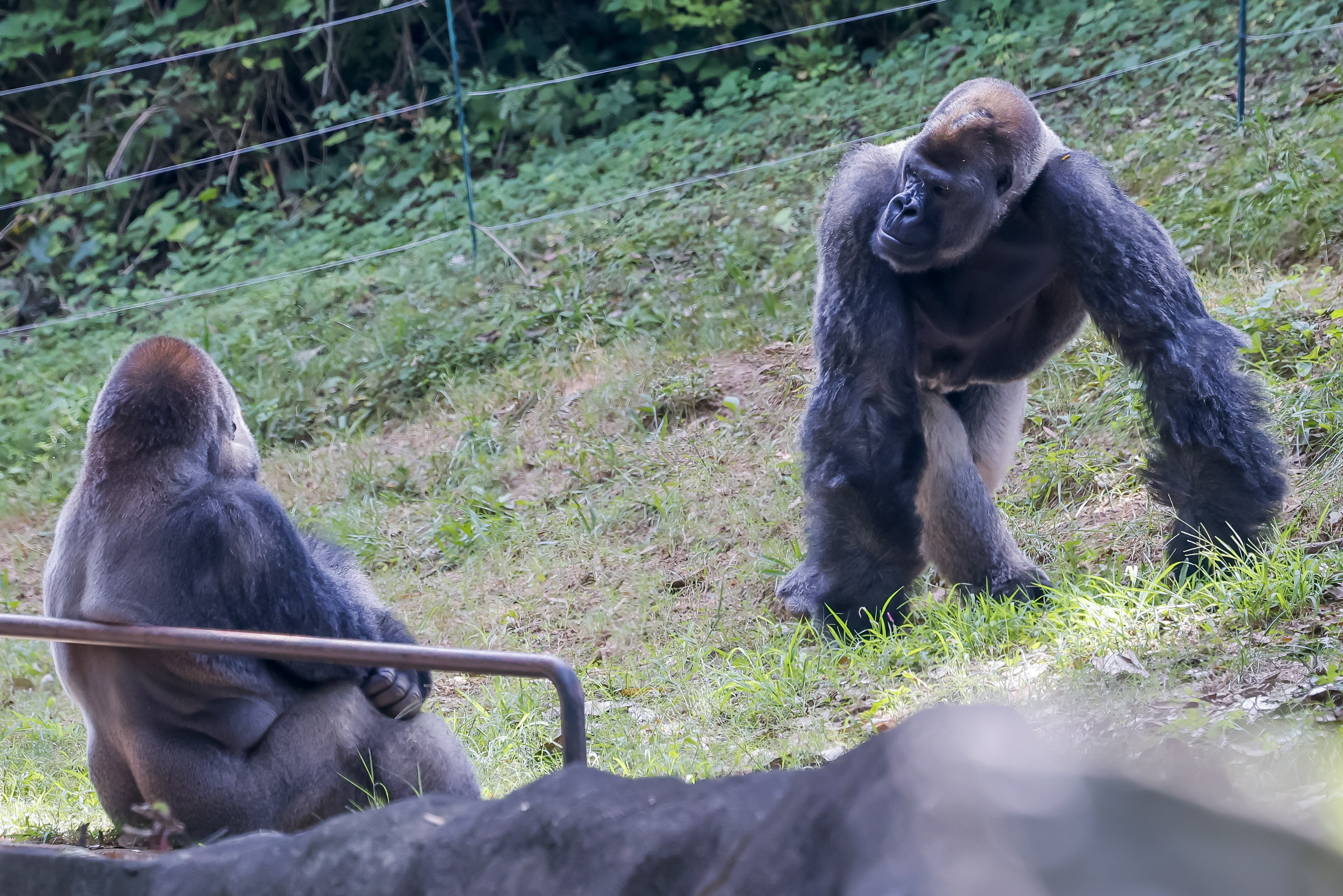 Una pareja de gorilas occidentales de llanura pasa el tiempo en su hábitat al aire libre en el zoológico de Atlanta, Georgia, EE.UU. EFE