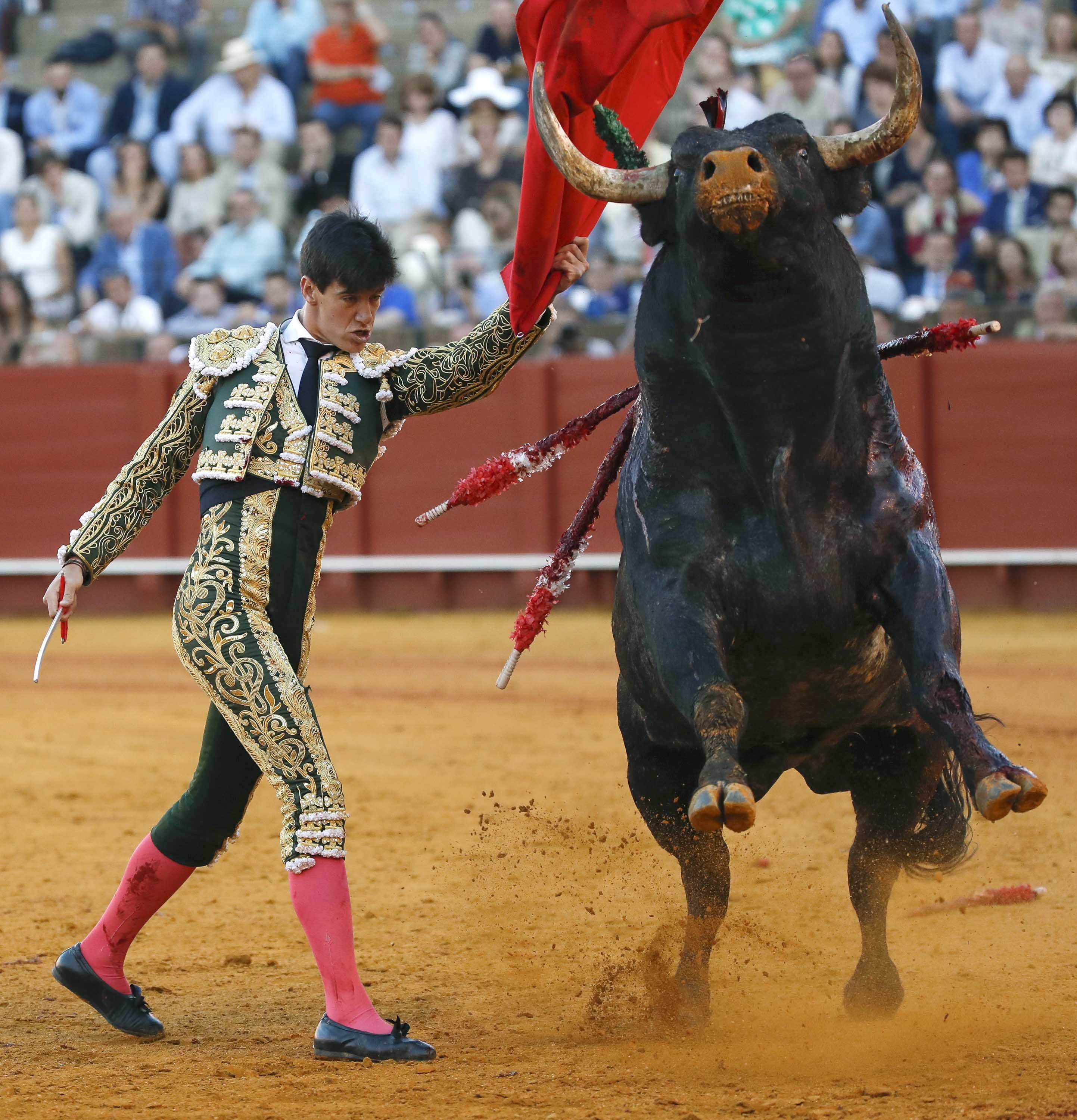Toros 'a la balear': Sin muerte y con control antidopaje para bestias y toreros