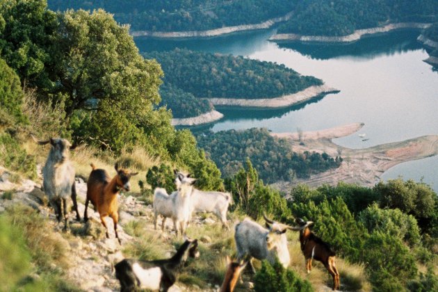 El ramat de cabres assilvestrades dels cingles de Tavertet