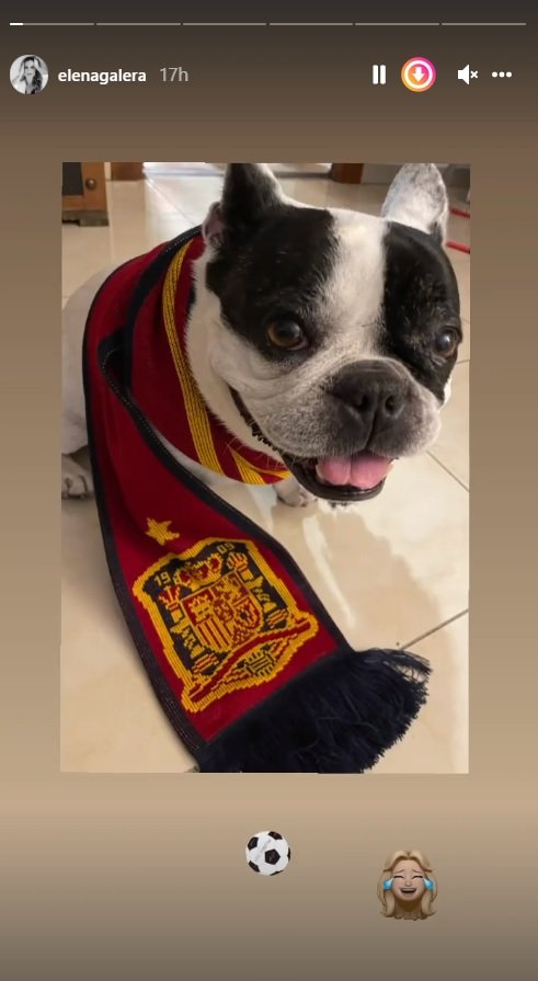 perro de busquets