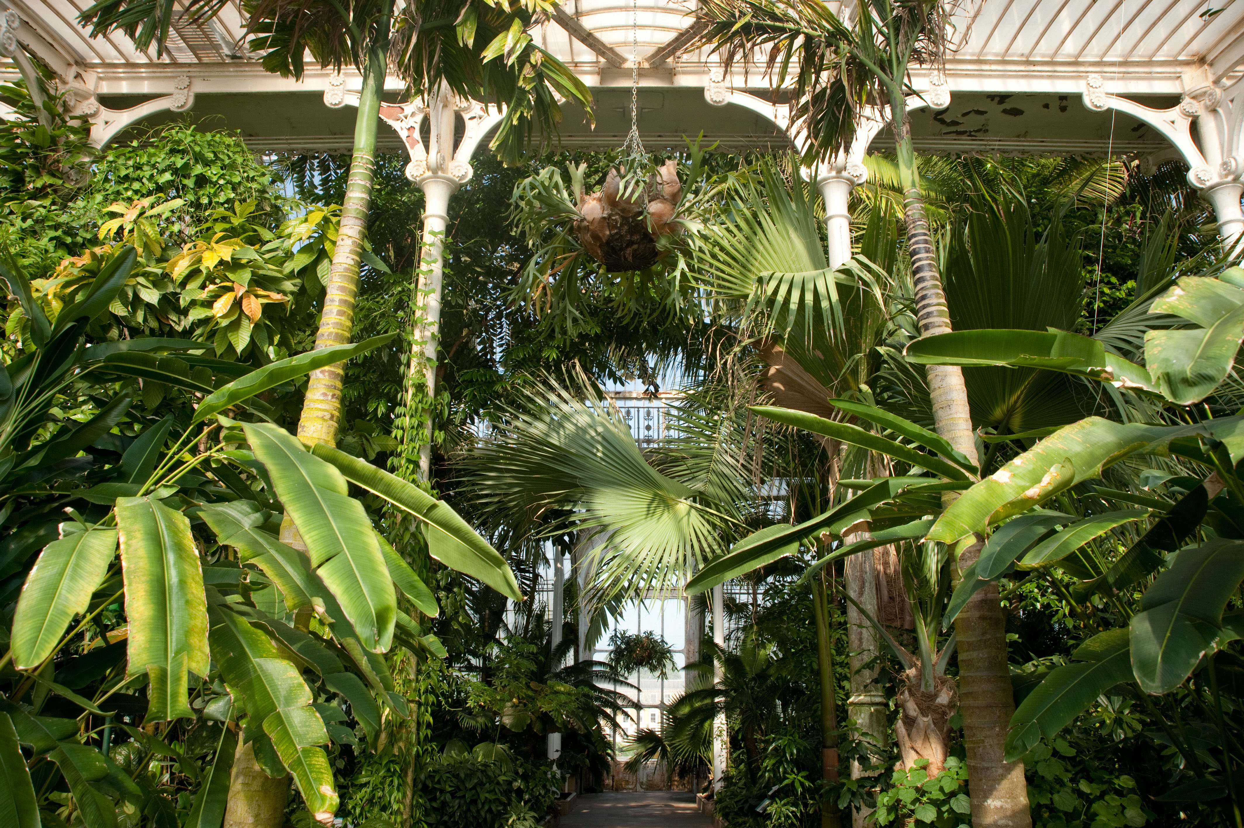 Kew Gardens, el oasis verde y tropical de Londres