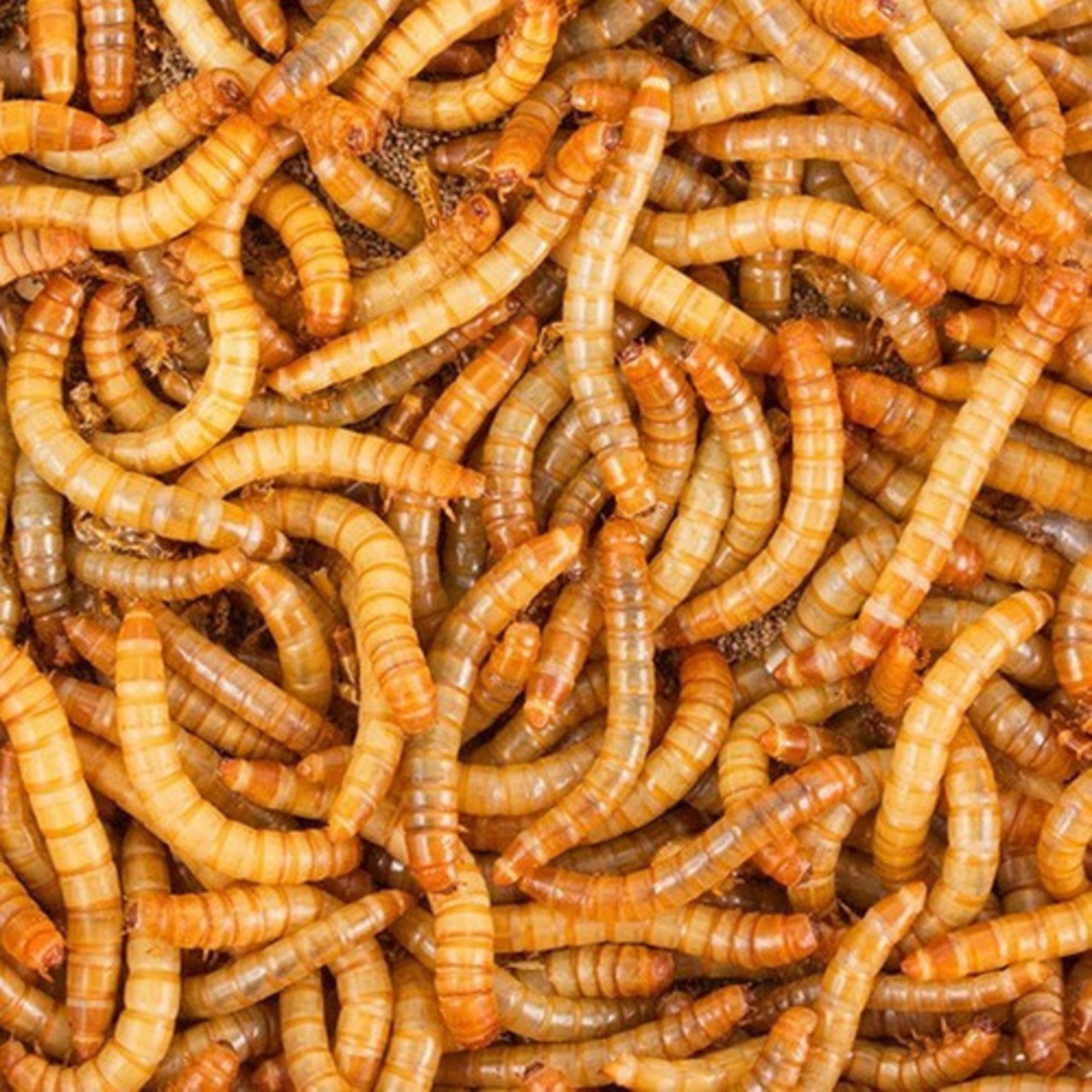 Lambán promociona comer insectos y la red estalla