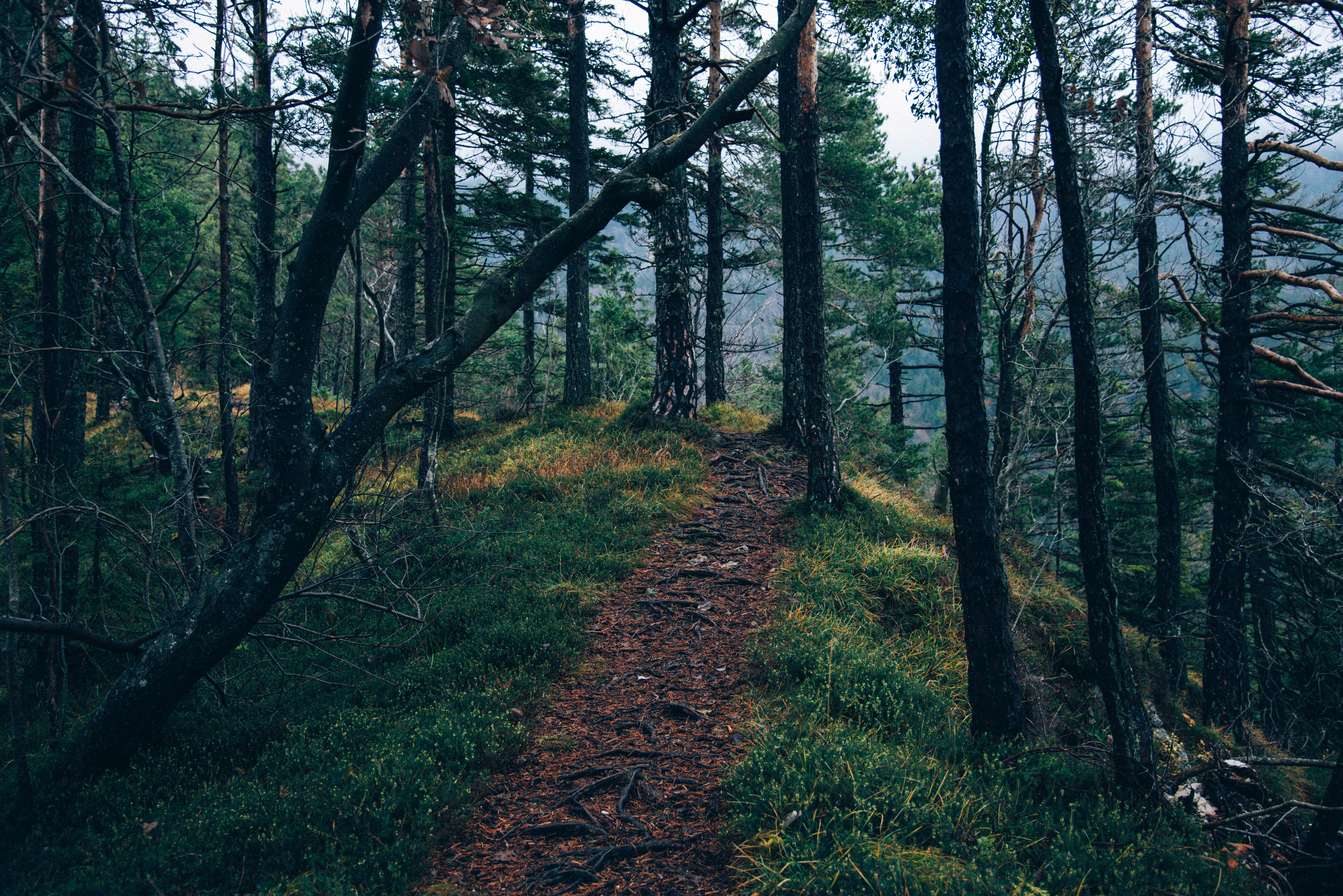 Arranca la mayor campaña de reforestación de España