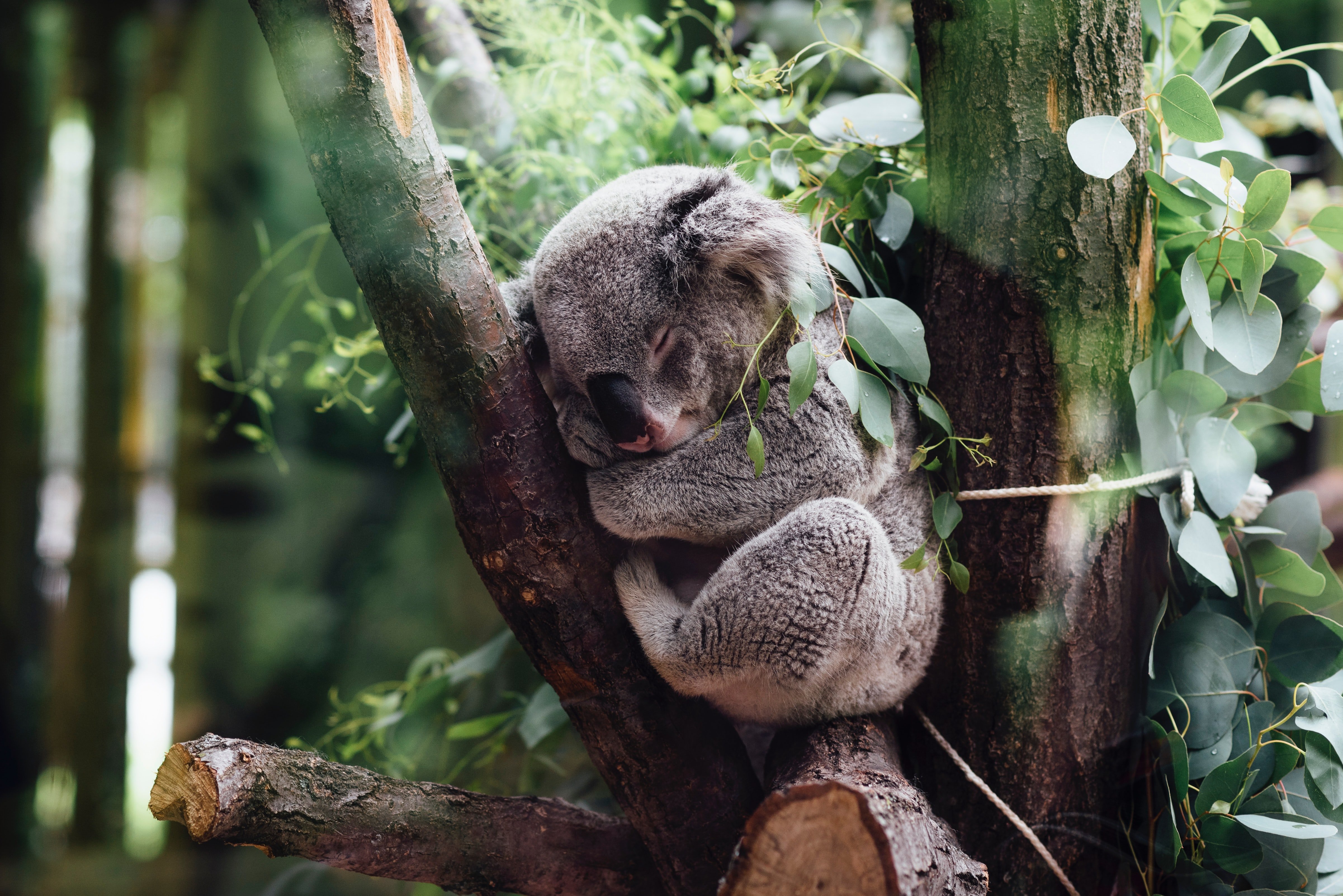 Els coales també tenen clamídia: així intenten protegir-se'n