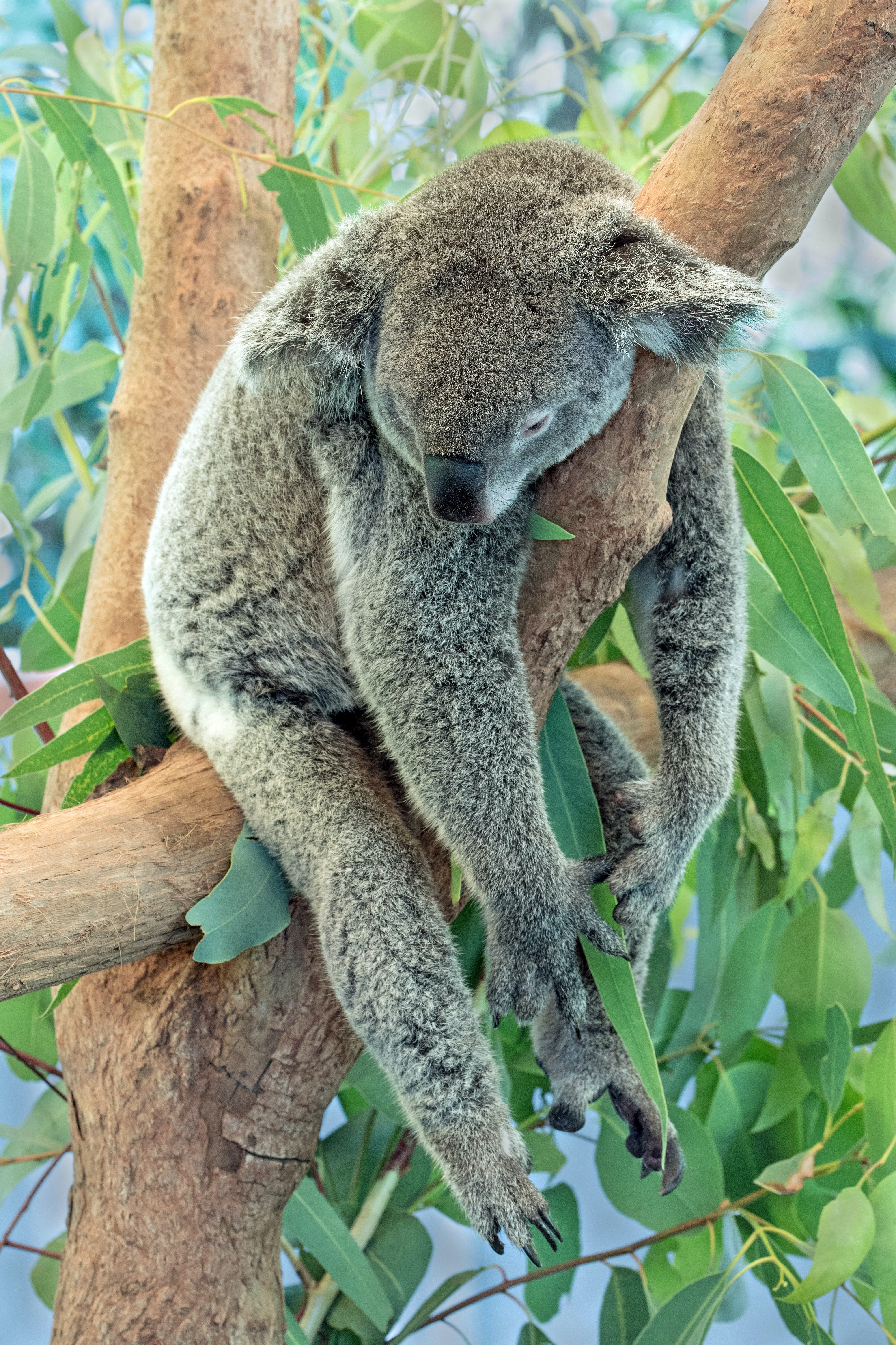 koala durmiendo unsplash