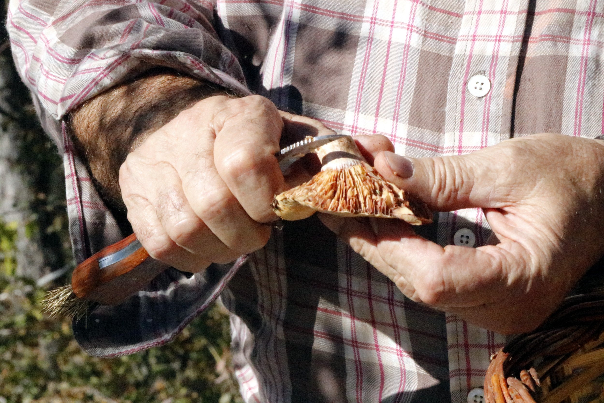 Estas son las normas de seguridad del Govern para ir a buscar setas