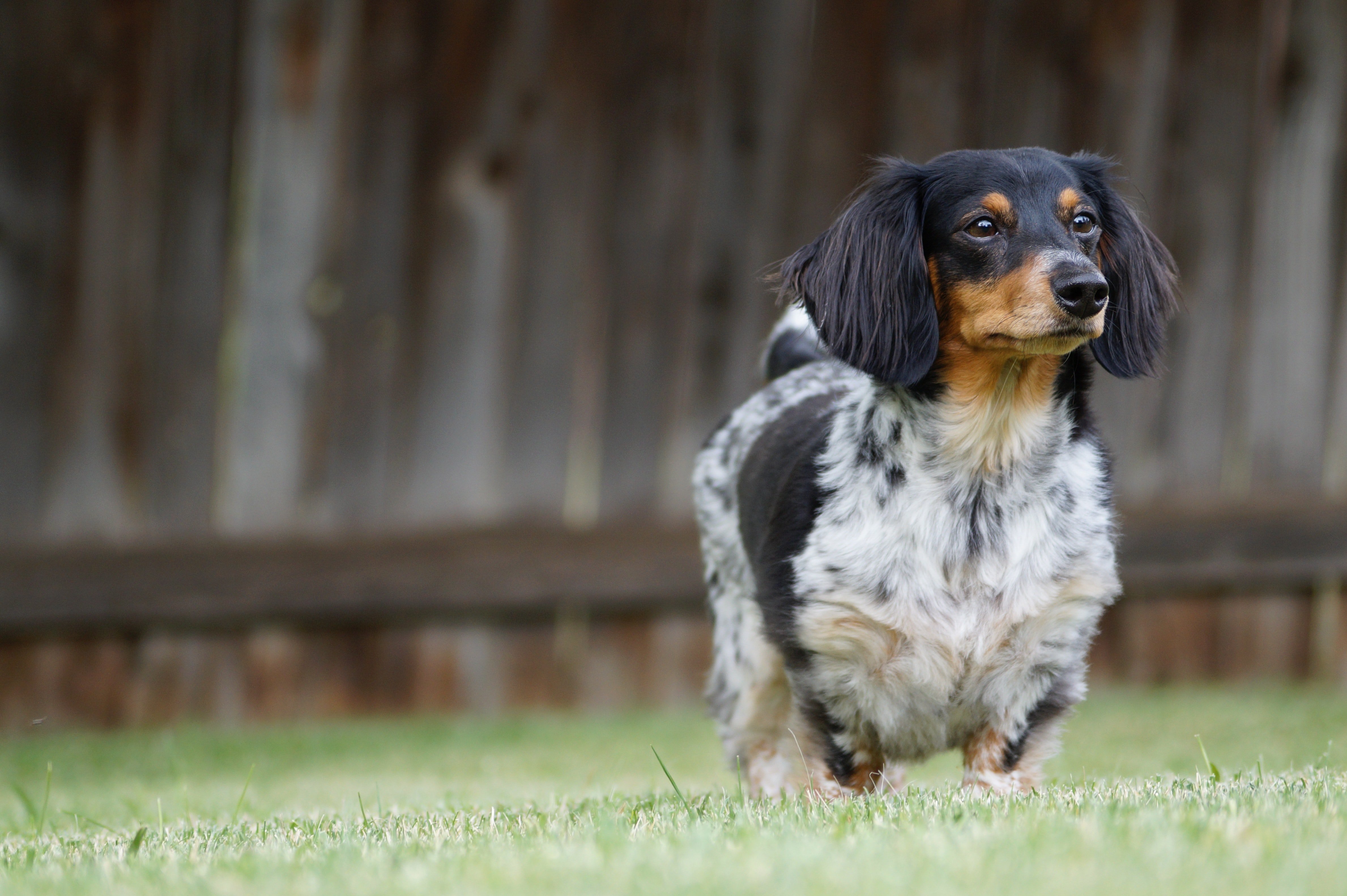 Perros y gatos tendrán que tener DNI en el 2022