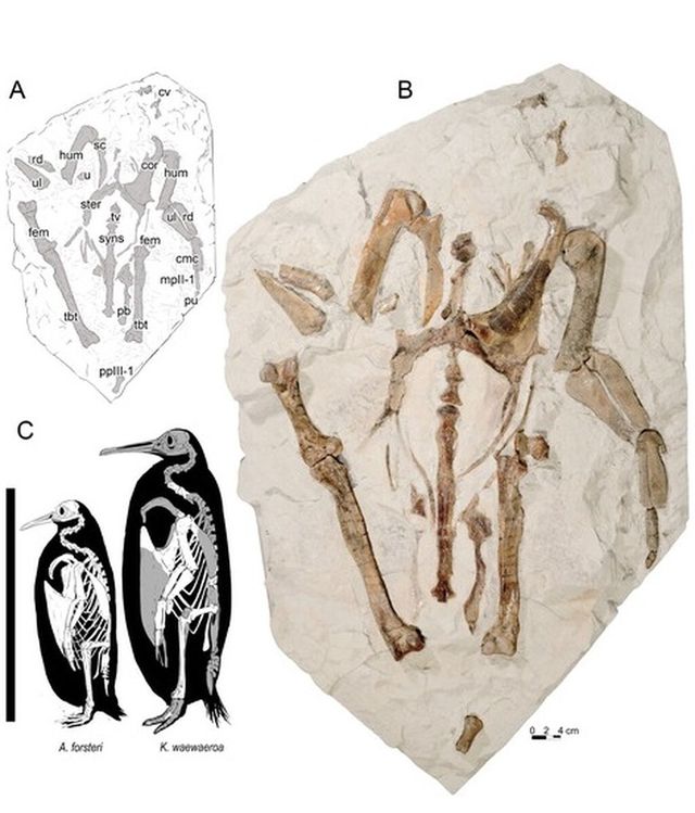 pingüinos Simone Giovanardi / Journal of Vertebrate Paleontology