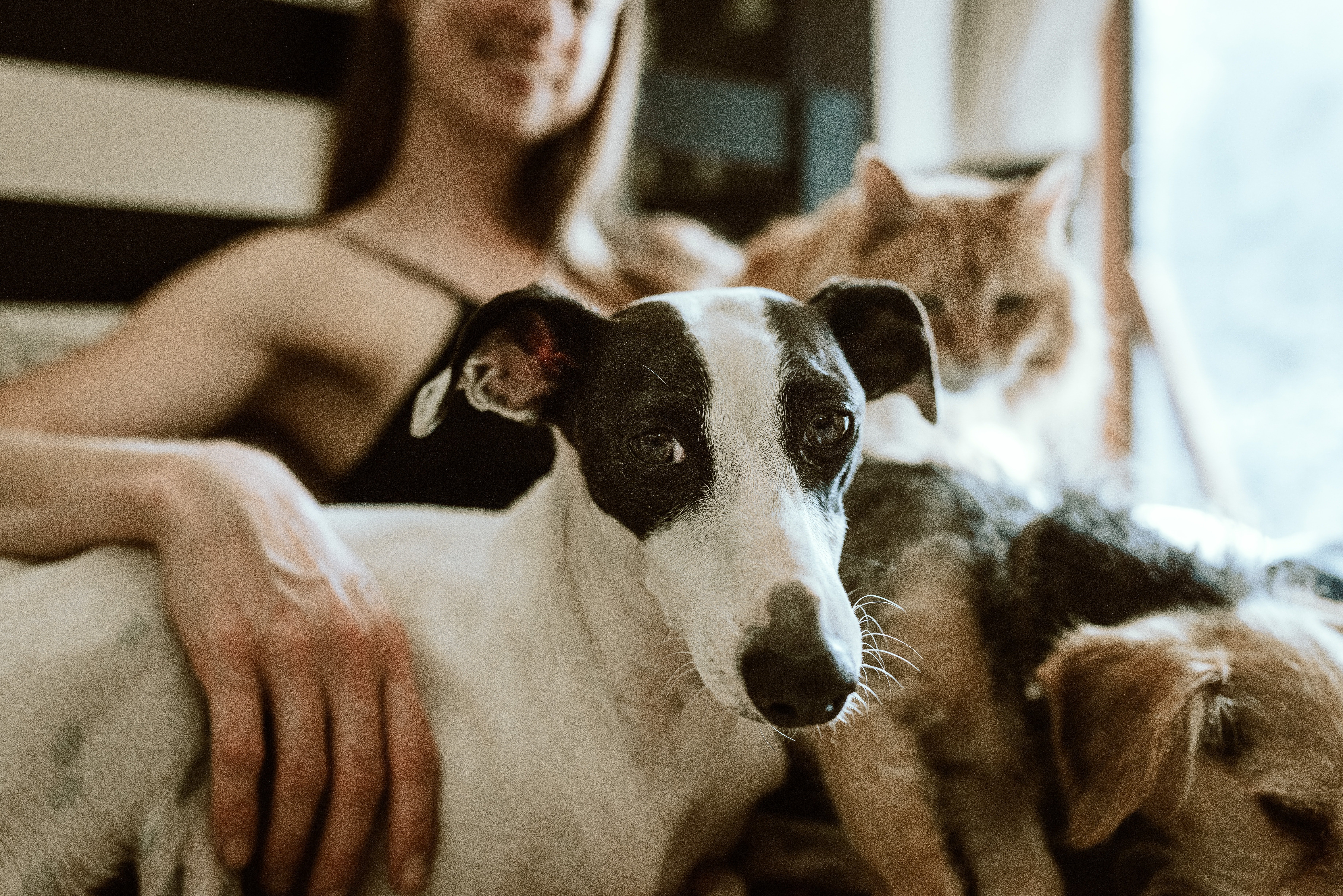Tenir una mascota millora el nostre benestar emocional Tenir una mascota millora el nostre benestar emocional