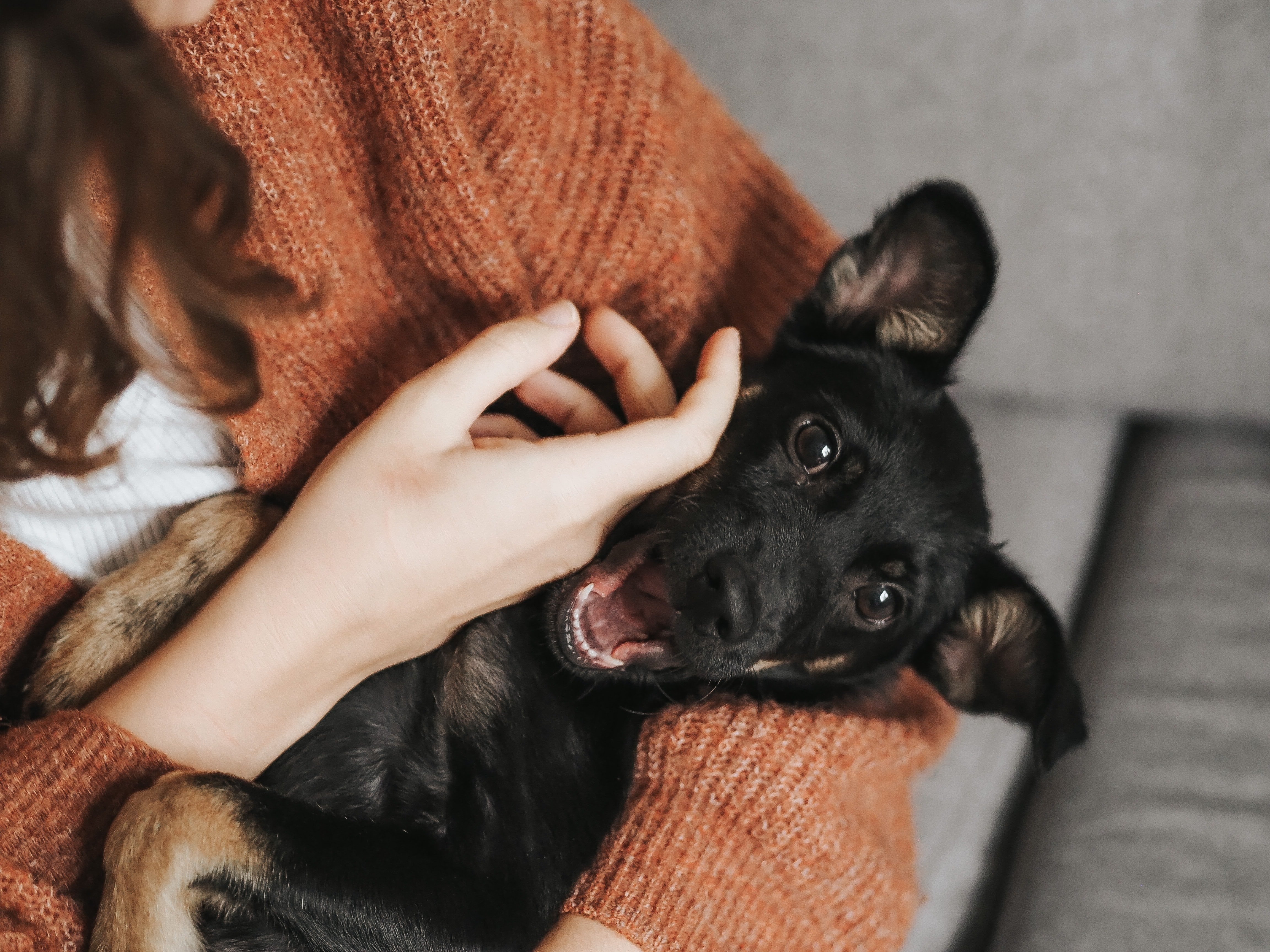 Tenir una mascota millora el nostre benestar emocional Tenir una mascota millora el nostre benestar emocional