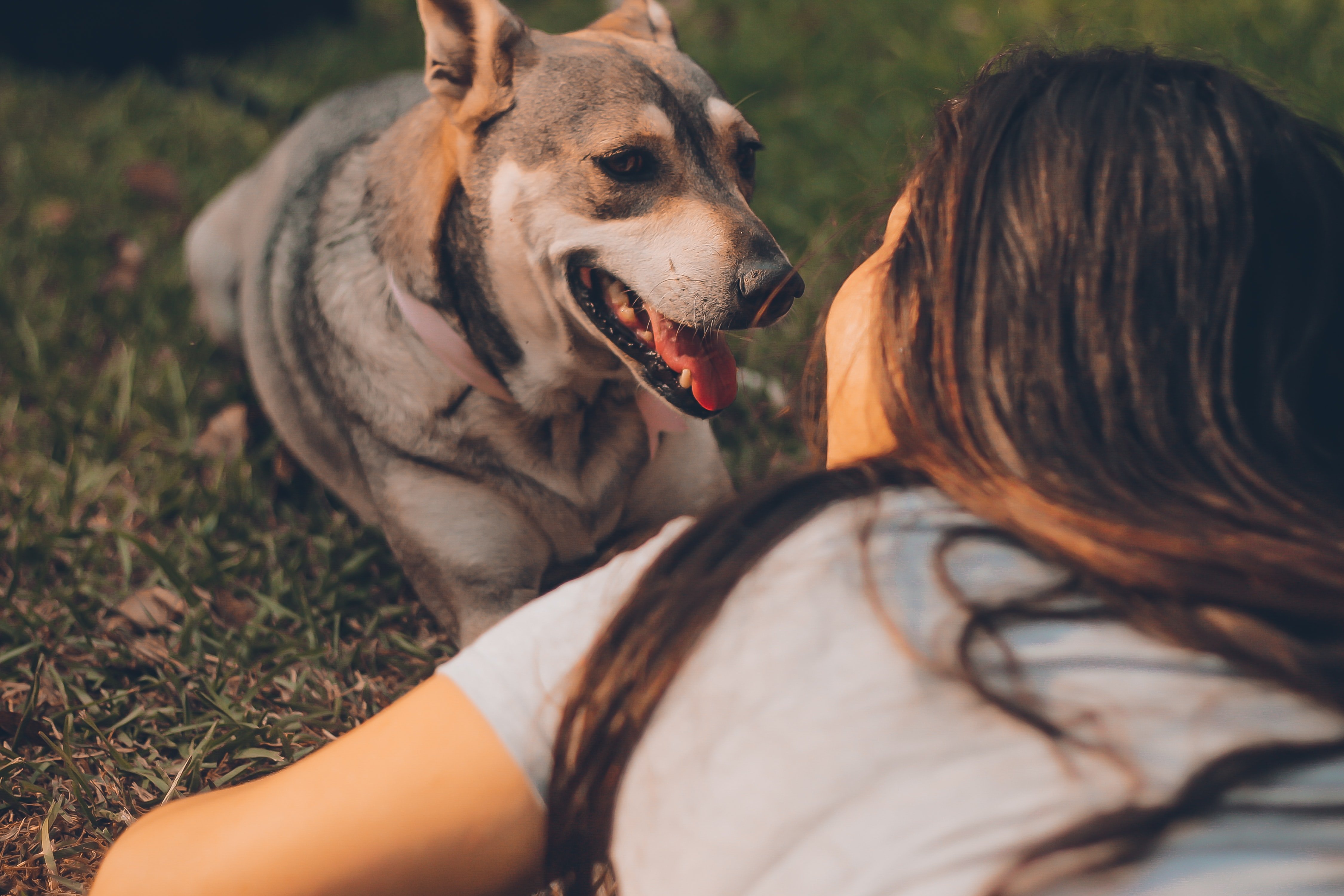 Tenir una mascota millora el nostre benestar emocional Tenir una mascota millora el nostre benestar emocional