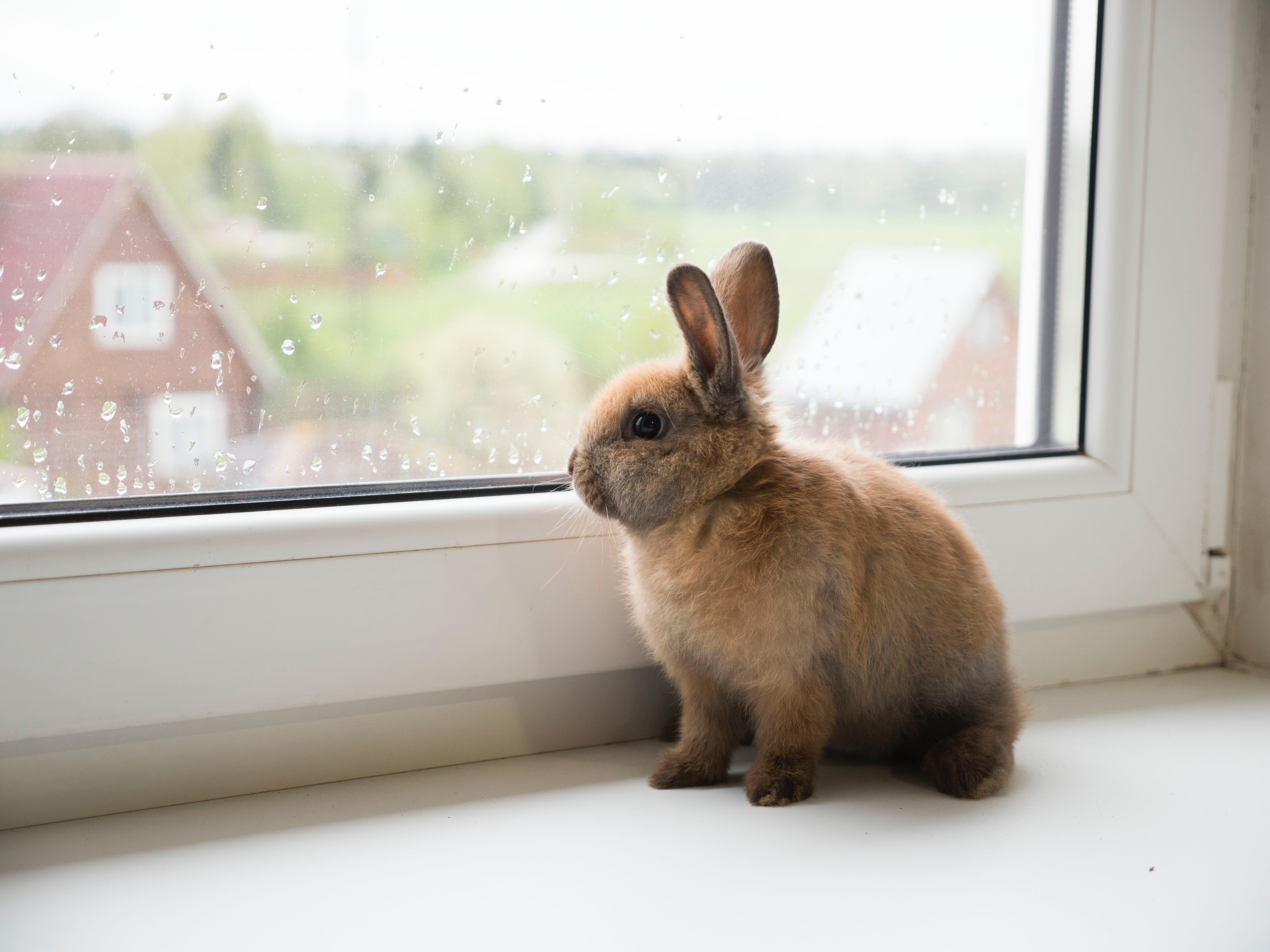 Tener una mascota mejora nuestro bienestar emocional