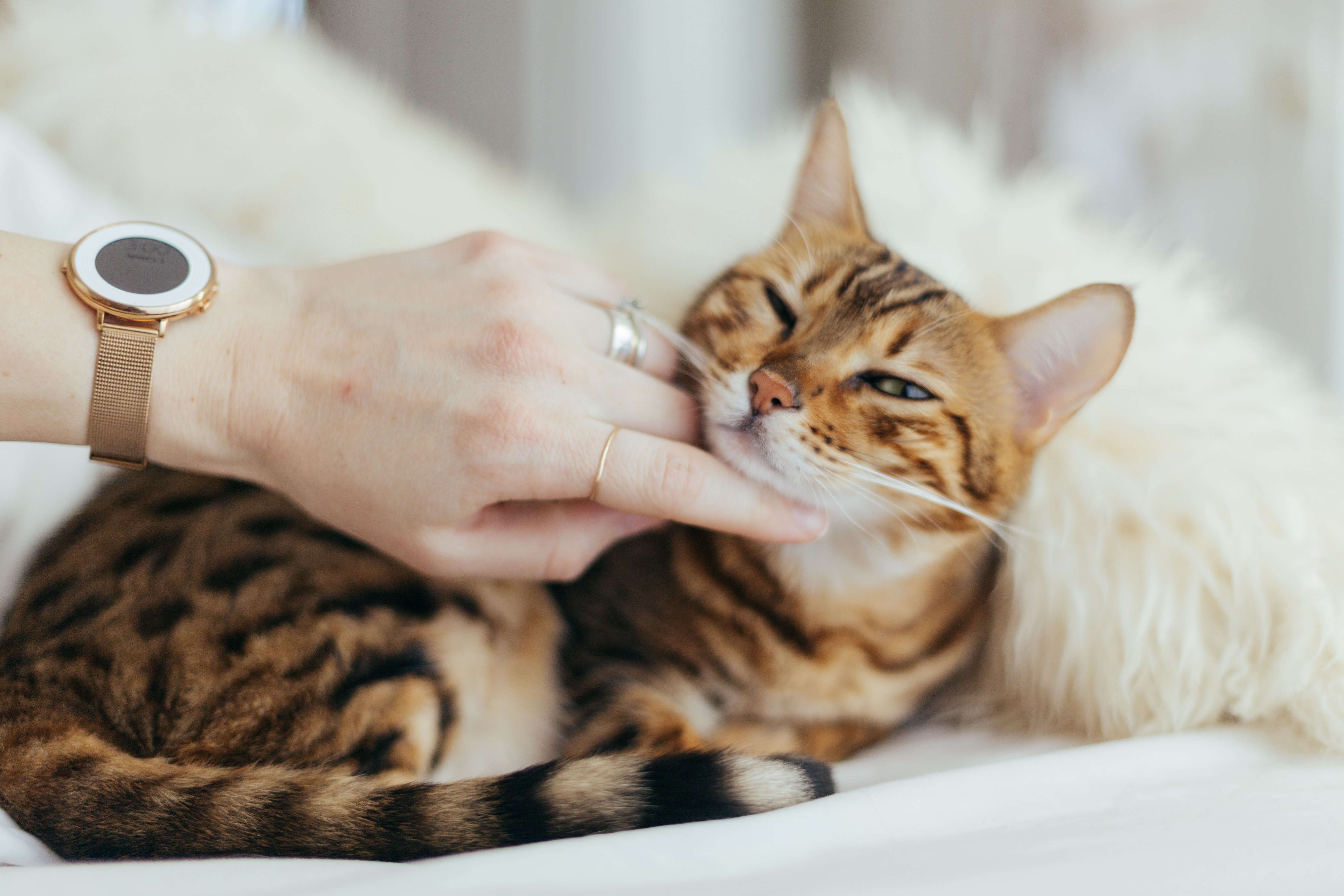 Tener una mascota mejora nuestro bienestar emocional