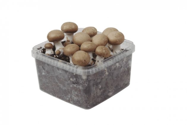 Caja de cultivo de champiñones a la venta en Aldi