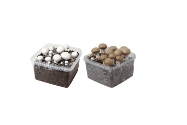 Caja de cultivo de champiñones a la venta en Aldi2
