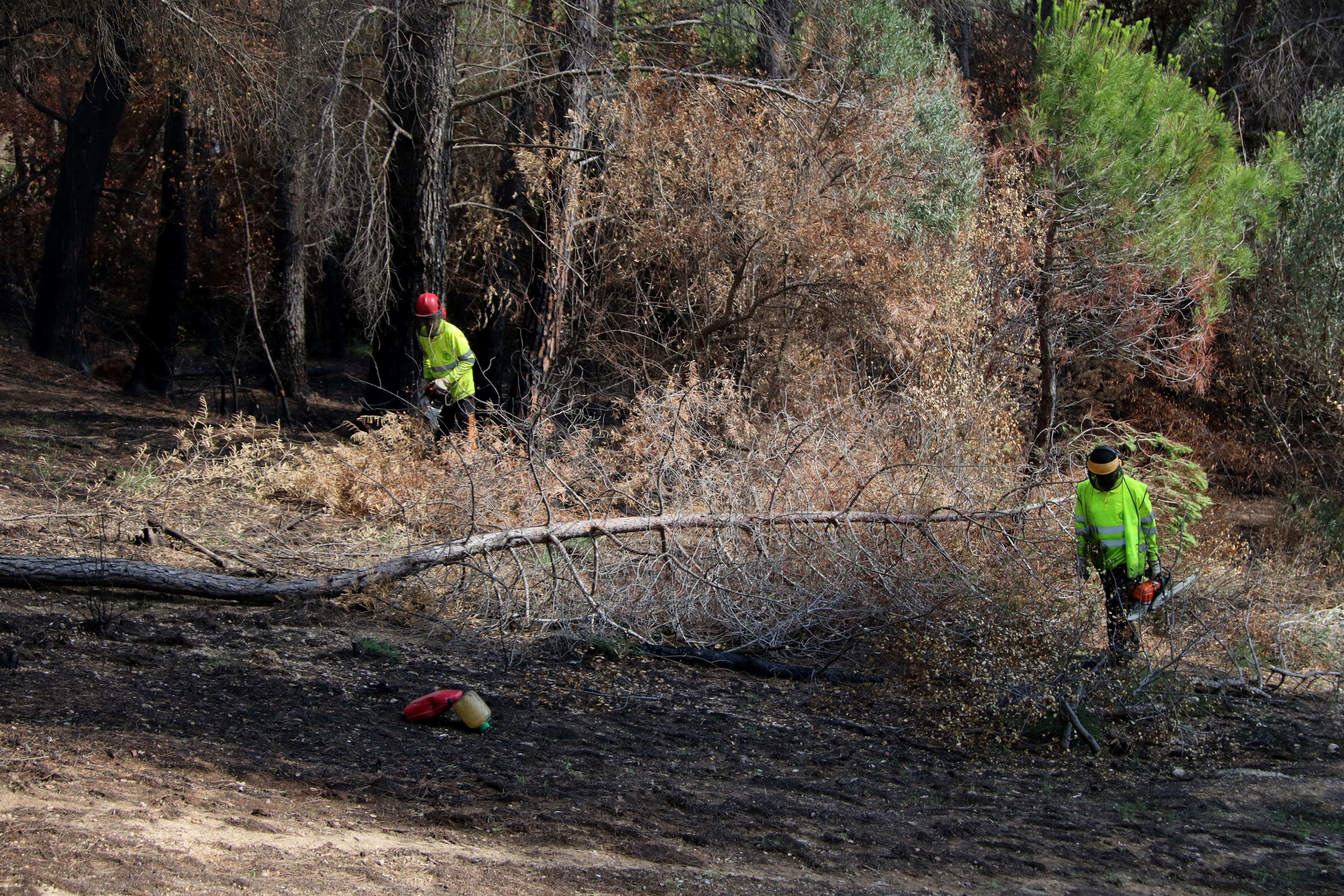 incendio bosque Castellví de Rosanes / ACN