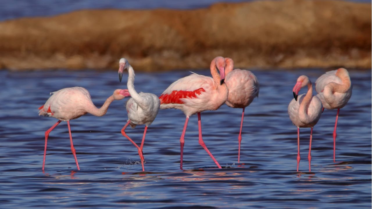 Escapa't al Parc Nacional de Doñana amb aquests allotjaments per menys de 40 euros la nit