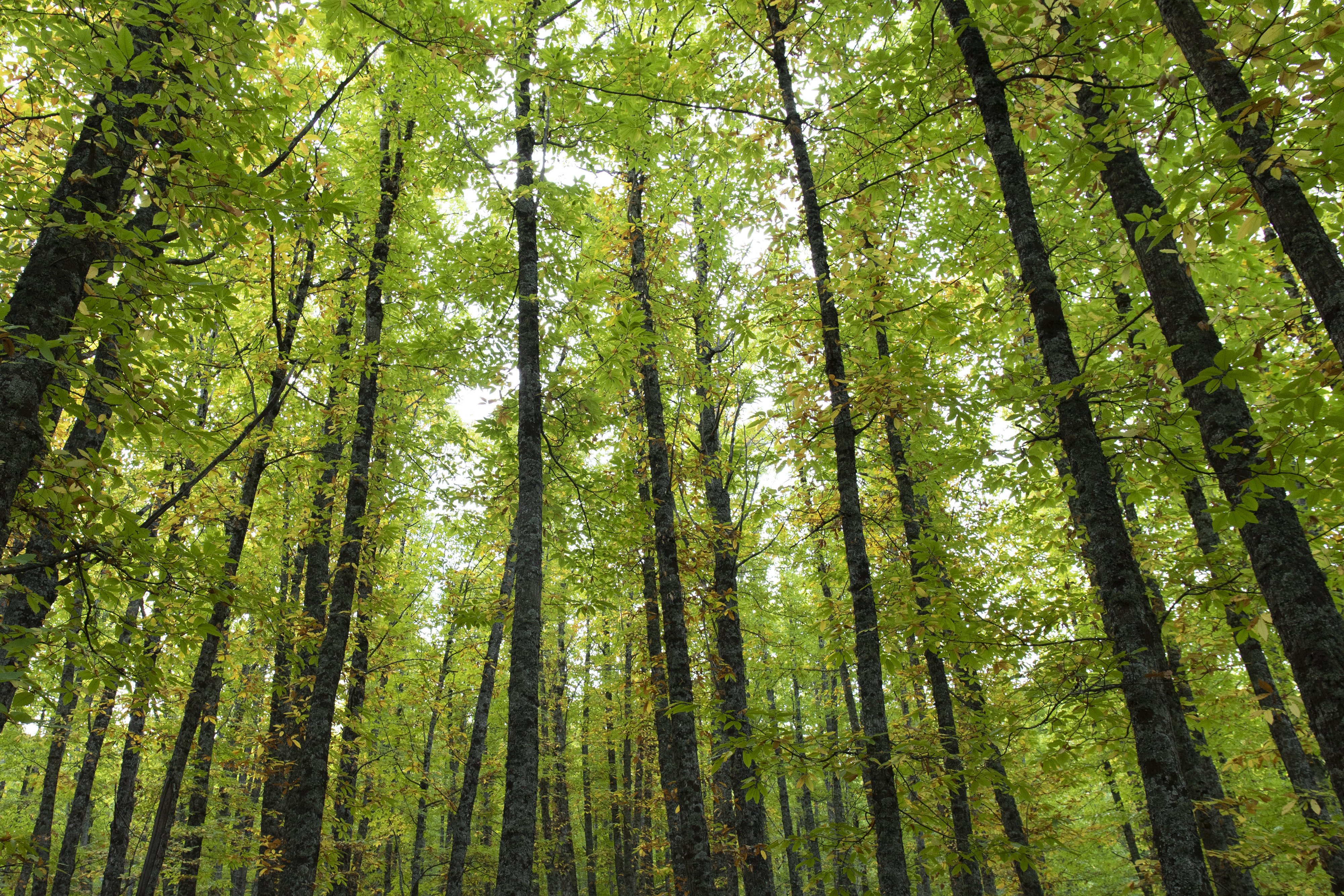 COP26 | Protecció dels boscos del planeta: inversió i reconeixement indígena