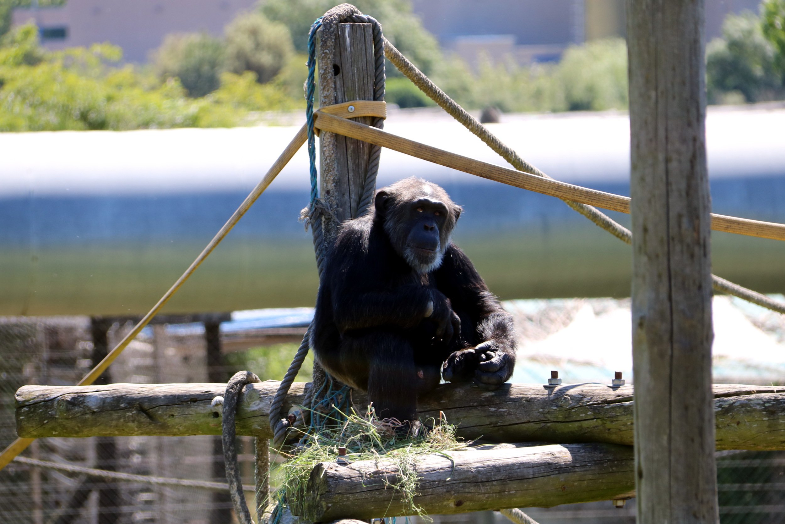 La Fundación Mona no encuentra terrenos para trasladar sus primates