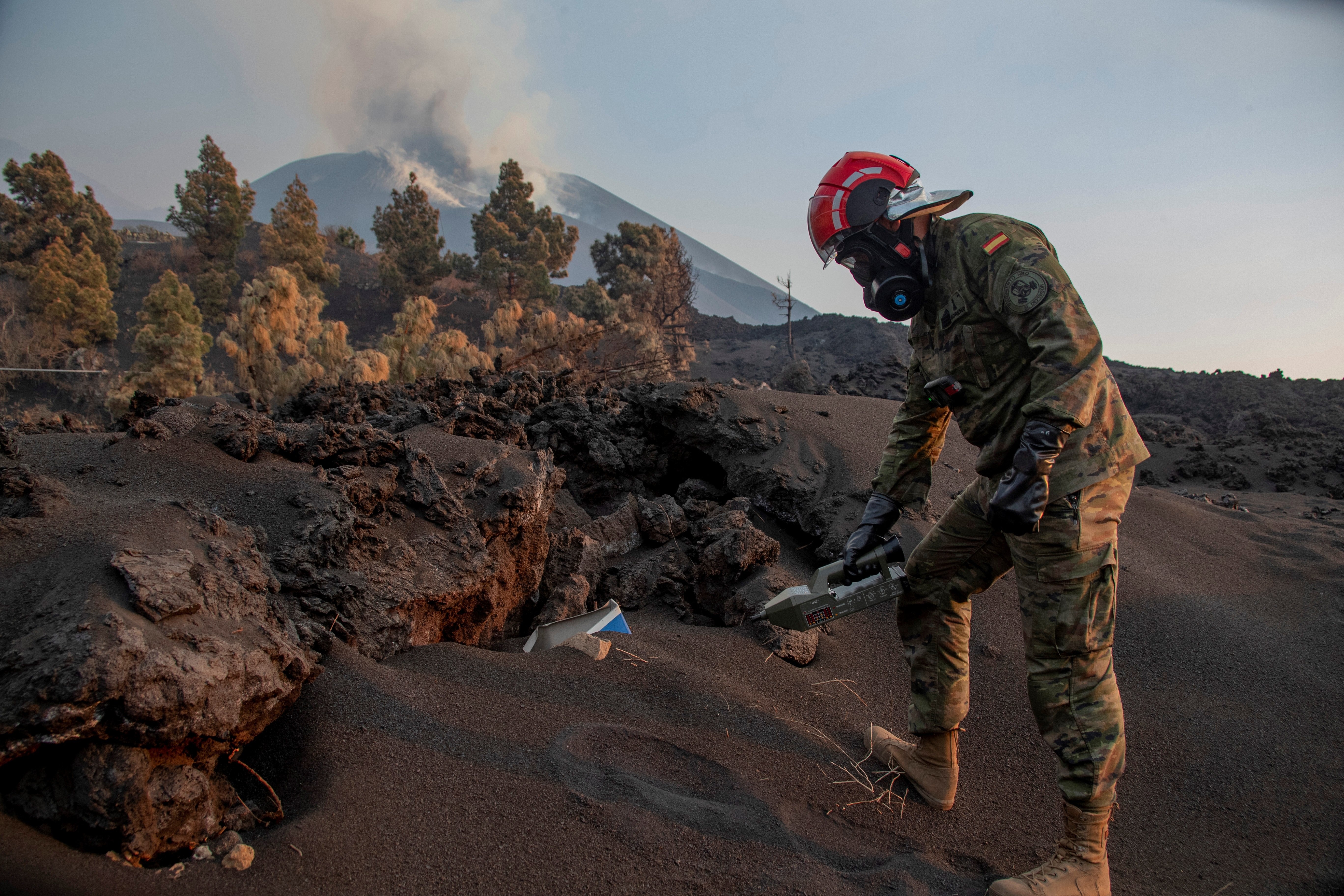 L’únic supervivent de La Palma: quina espècie resisteix el foc?